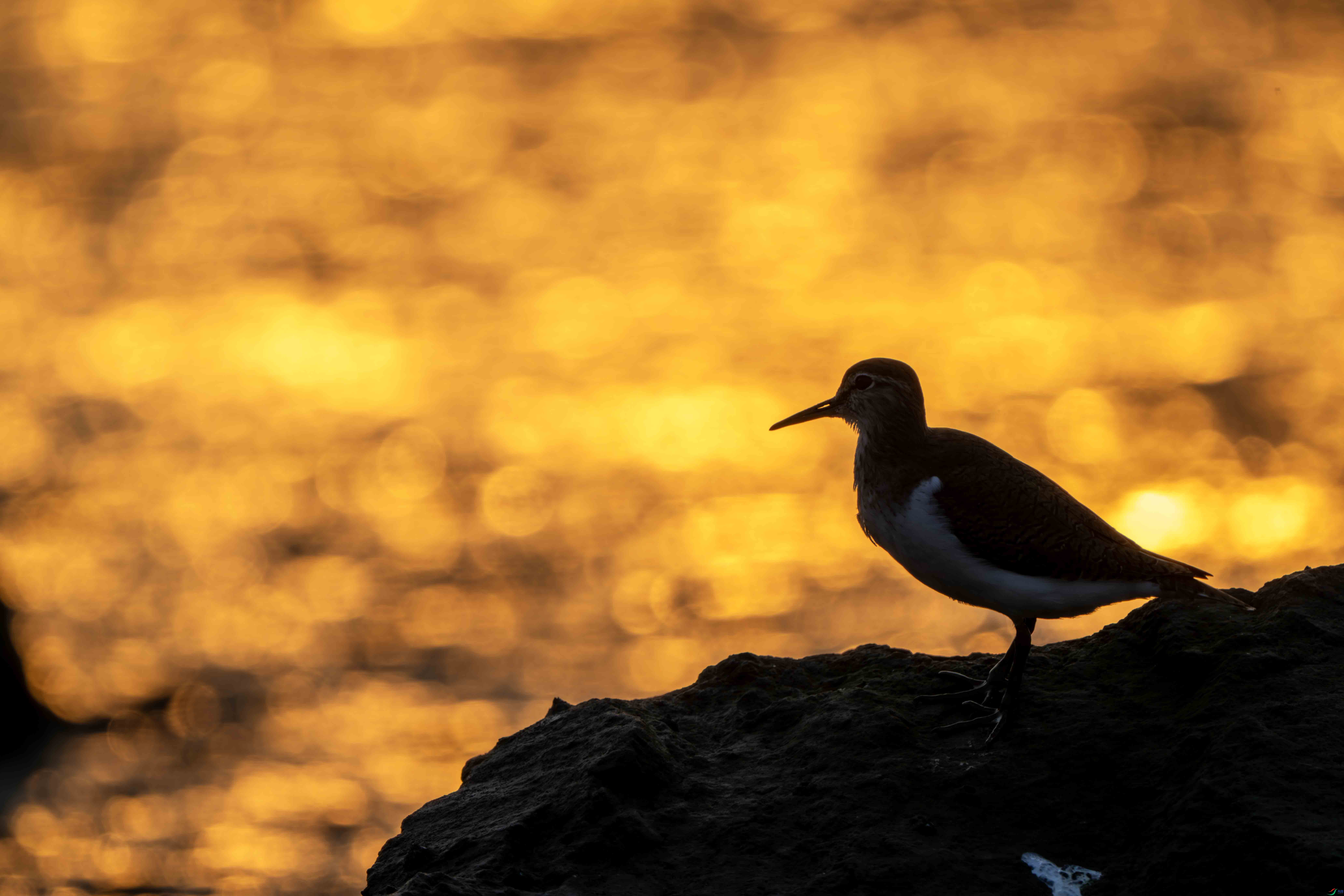 DSC_8319-����ǿ-NR ���� 2.jpg