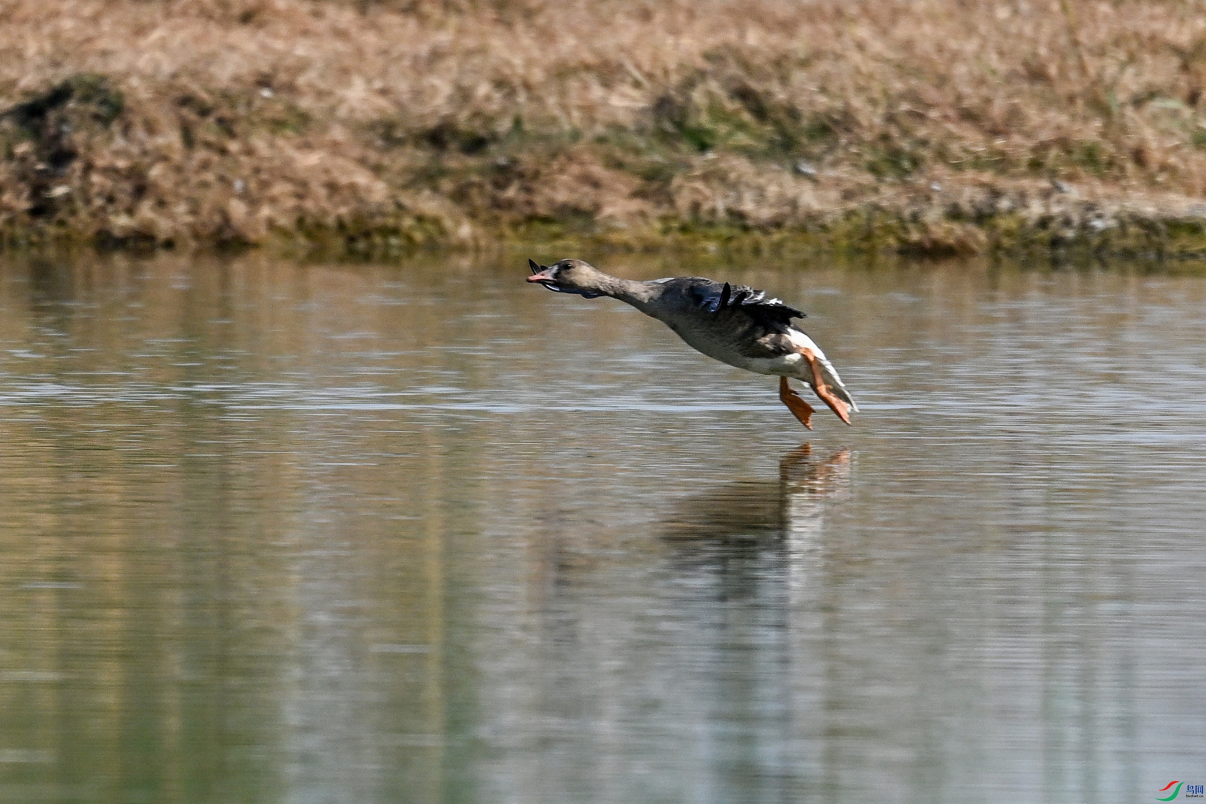 DSC_8016.JPG