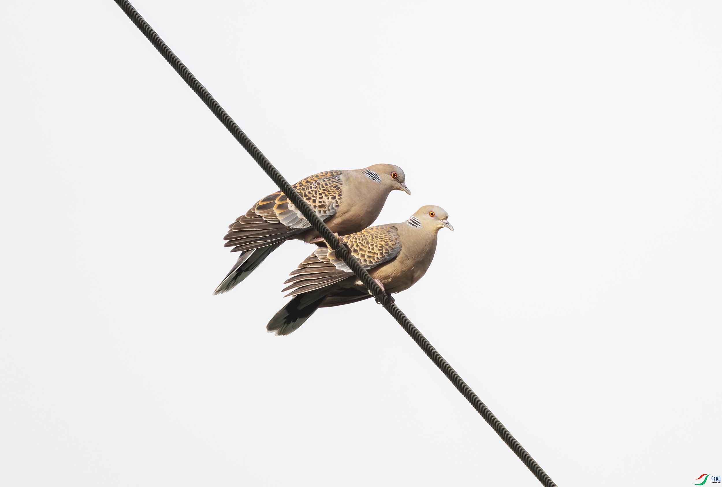 2I1A1339-����ǿ-NR ����.jpg