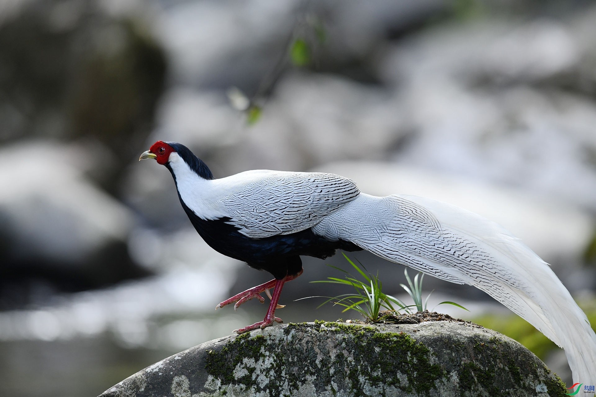 DSC_0462.jpg