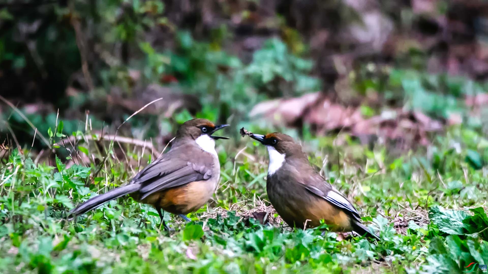 �׺�����