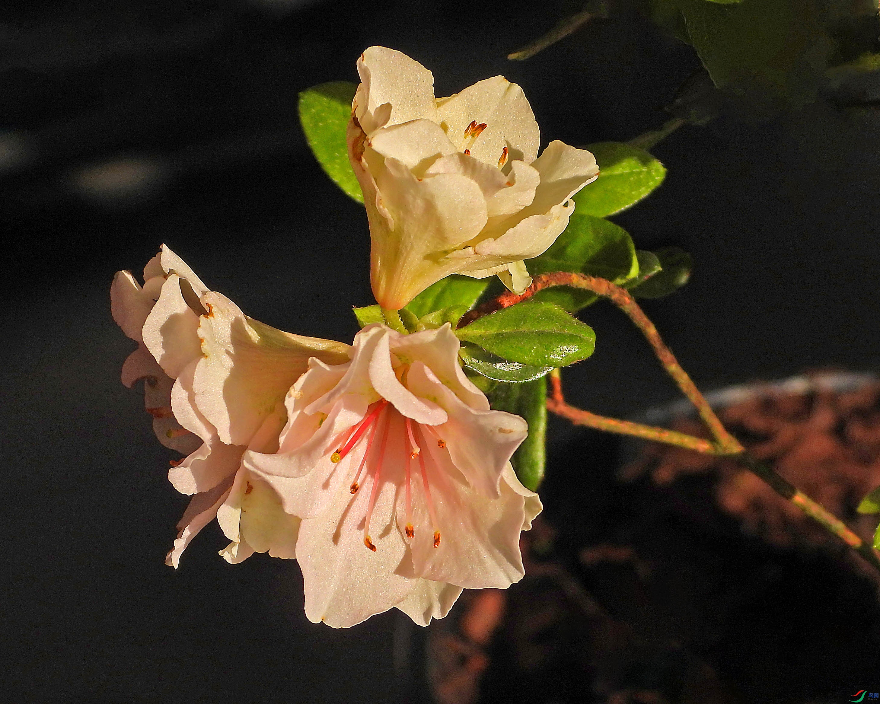 DSCN5585.JPG