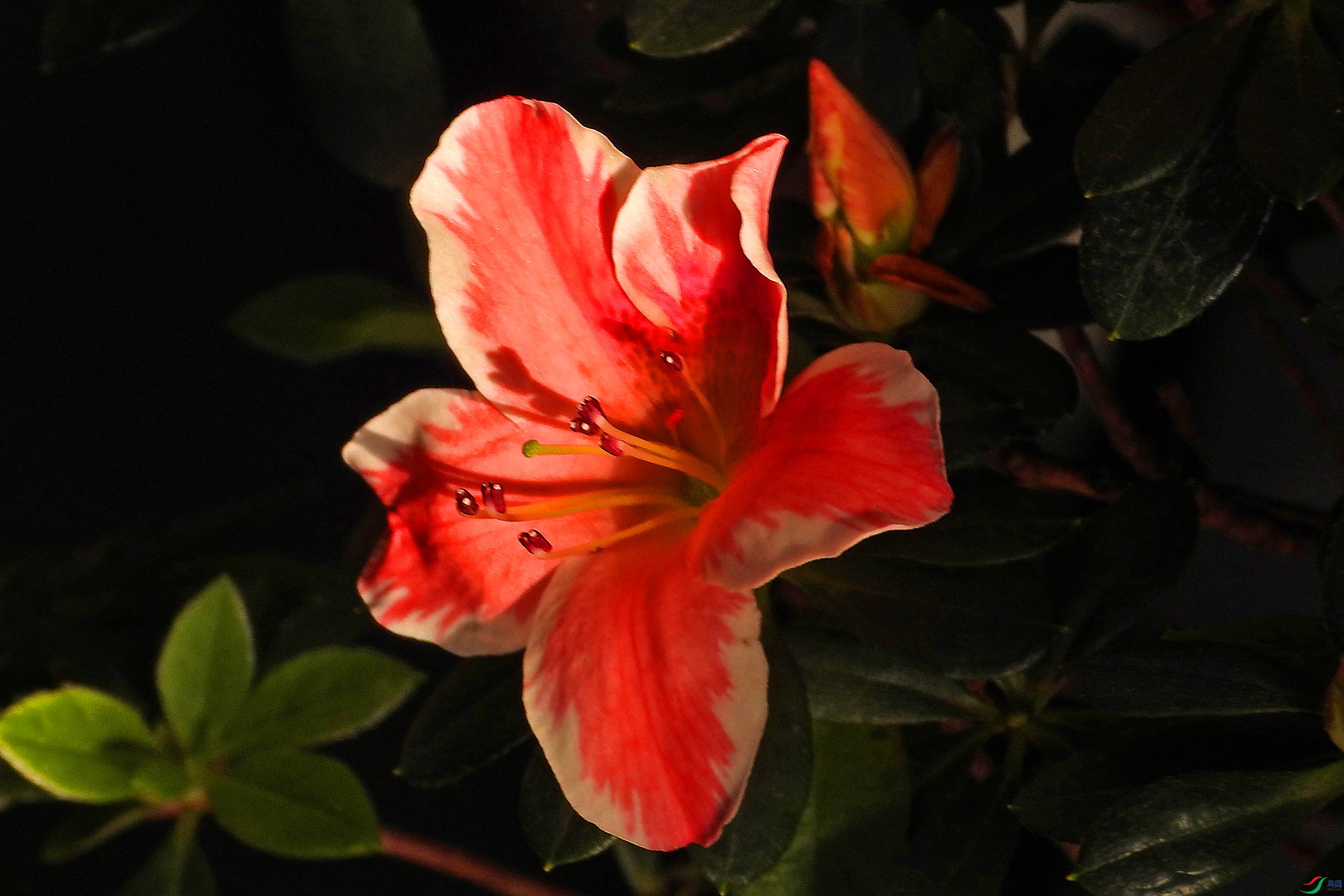 DSCN5595.JPG