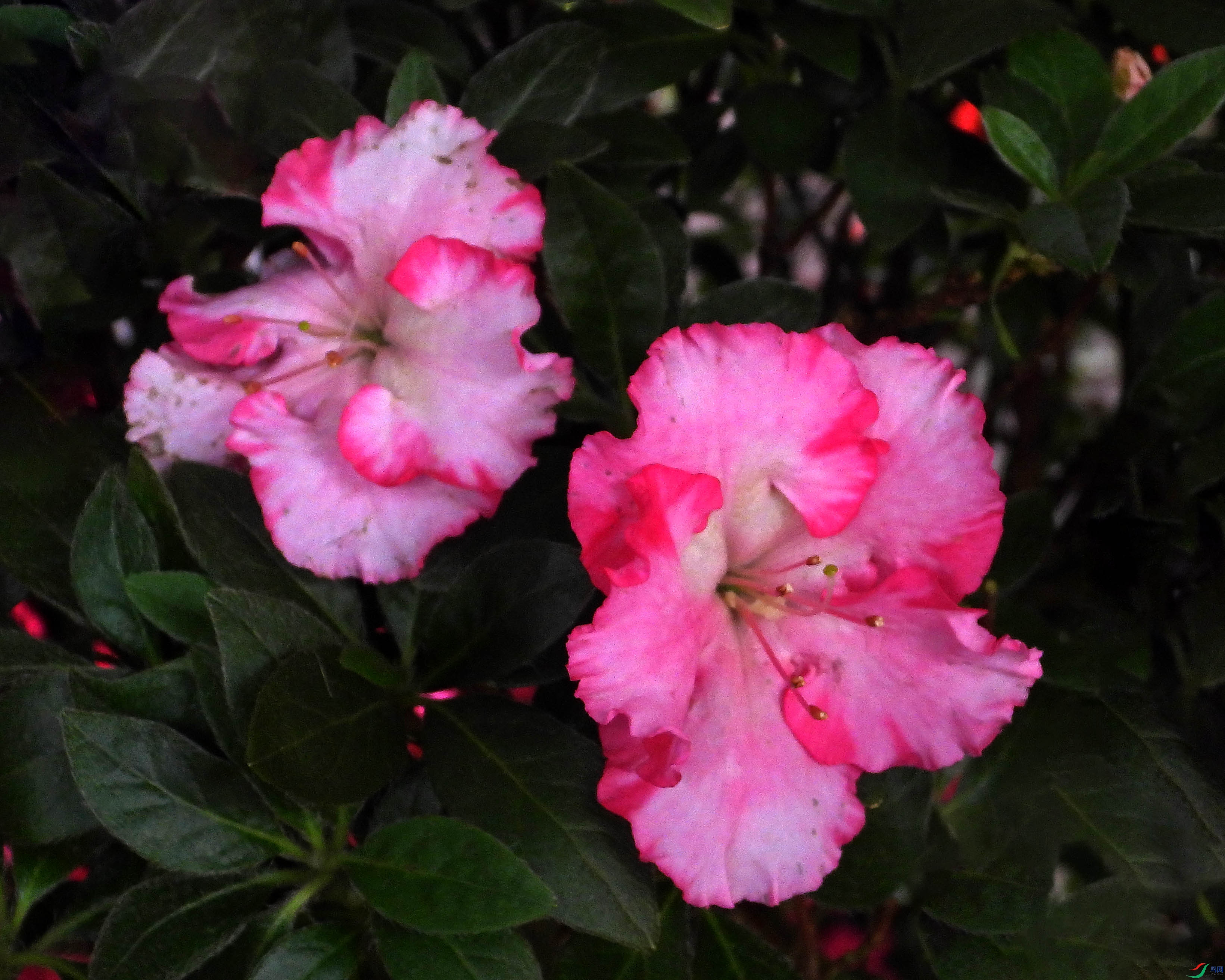 DSCN5591.JPG