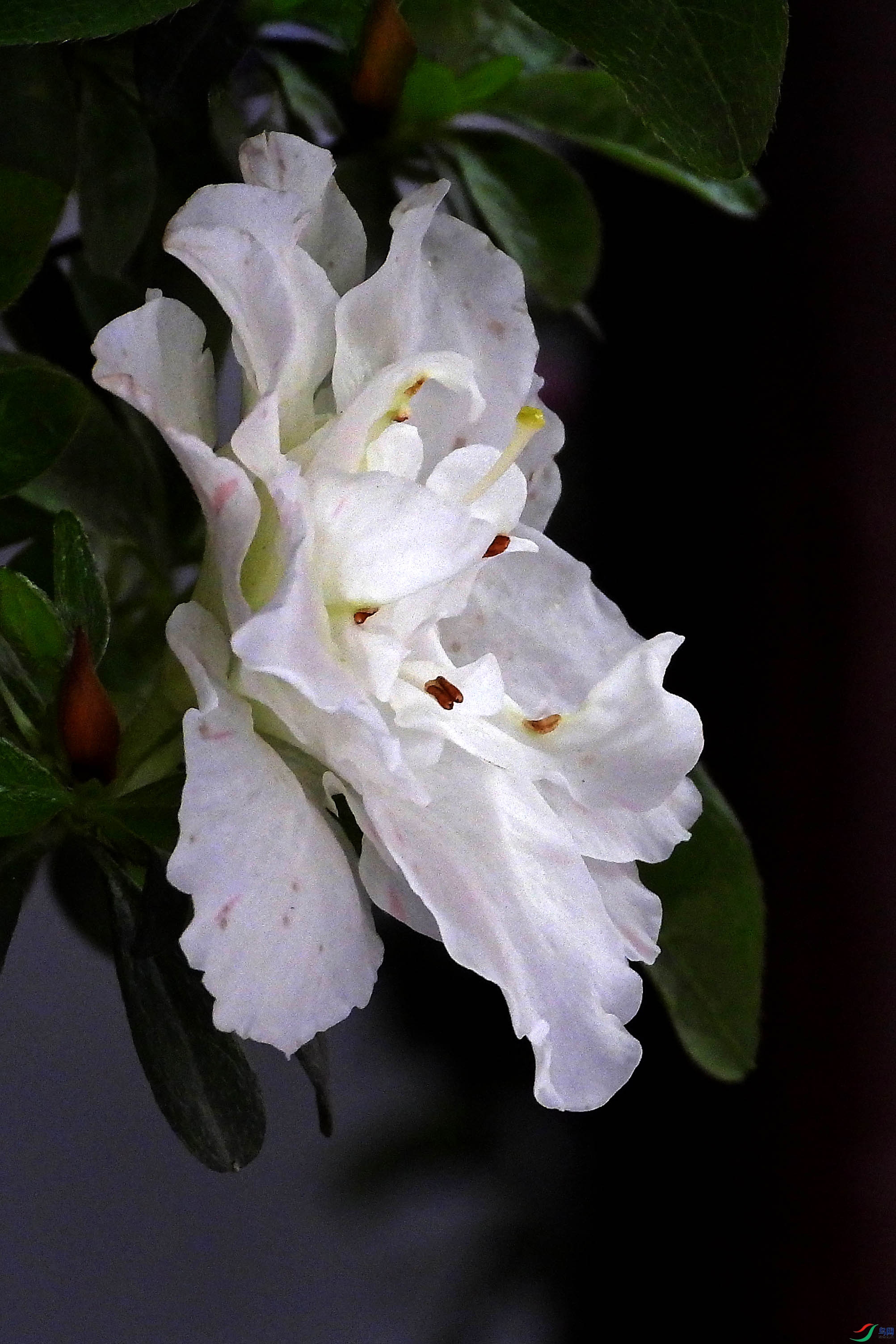 DSCN5593.JPG