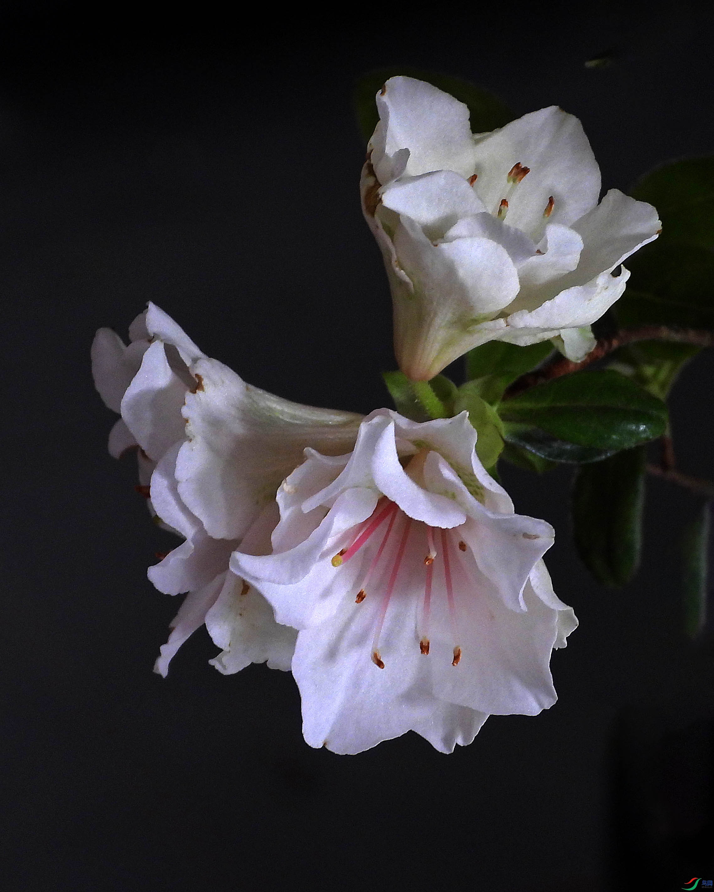 DSCN5598.JPG