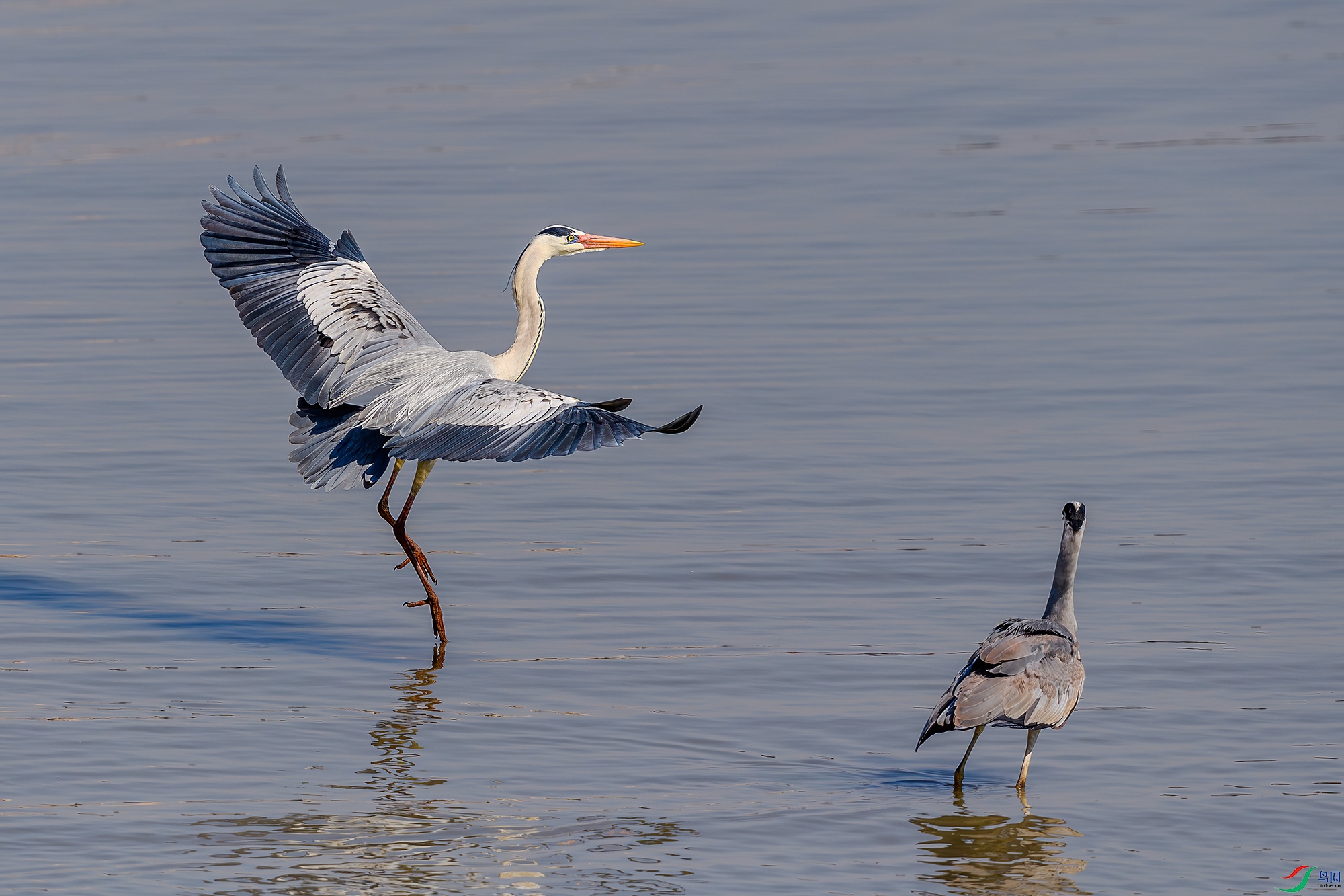 DSC_8933-AB.jpg