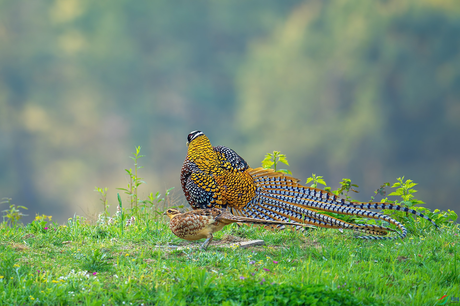 DSC_2907-1.jpg