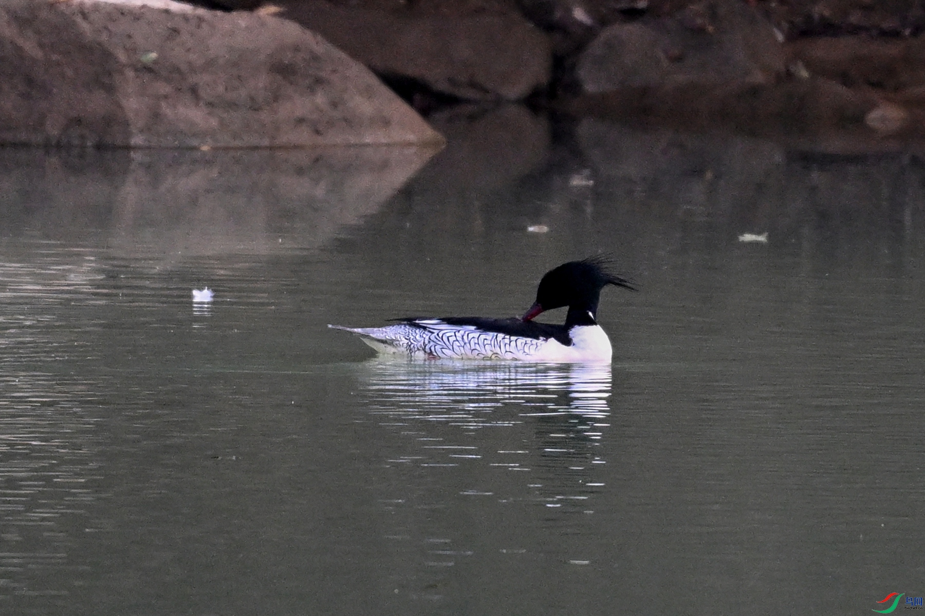 DSC_6871.JPG