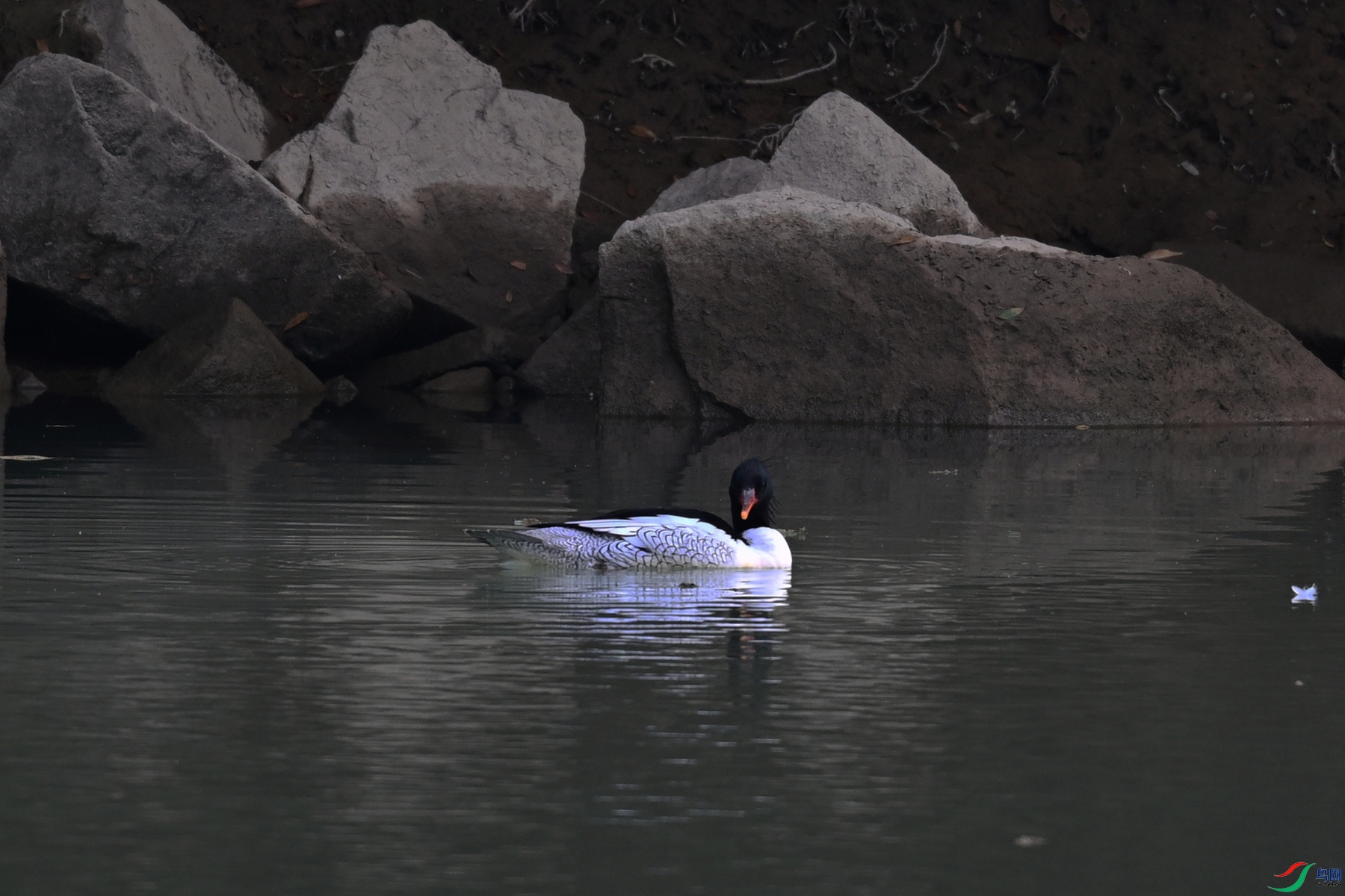 DSC_6874.JPG