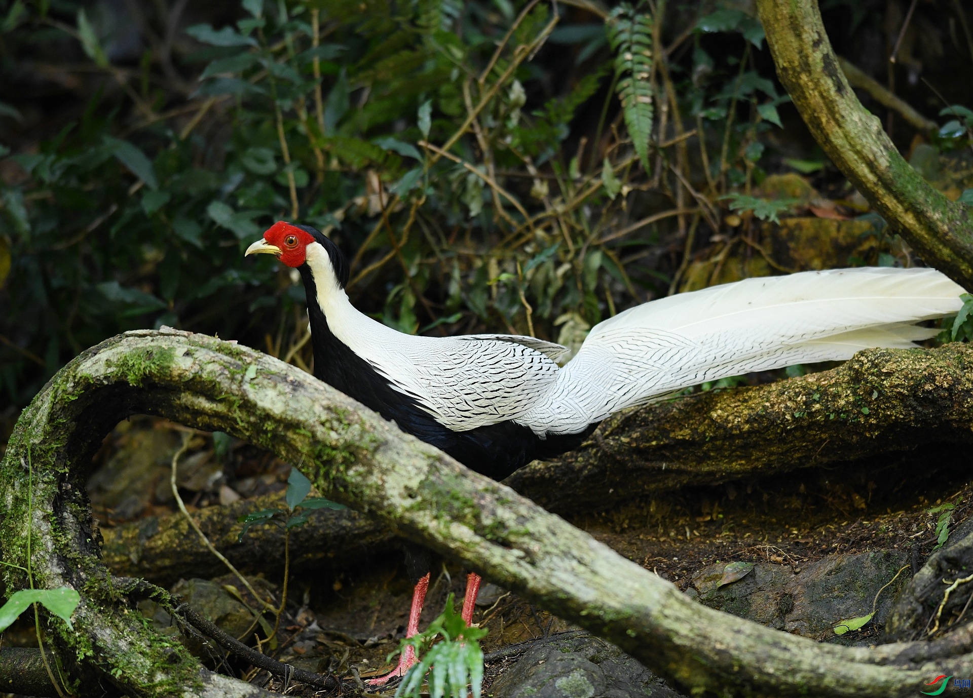 DSC_9905.jpg