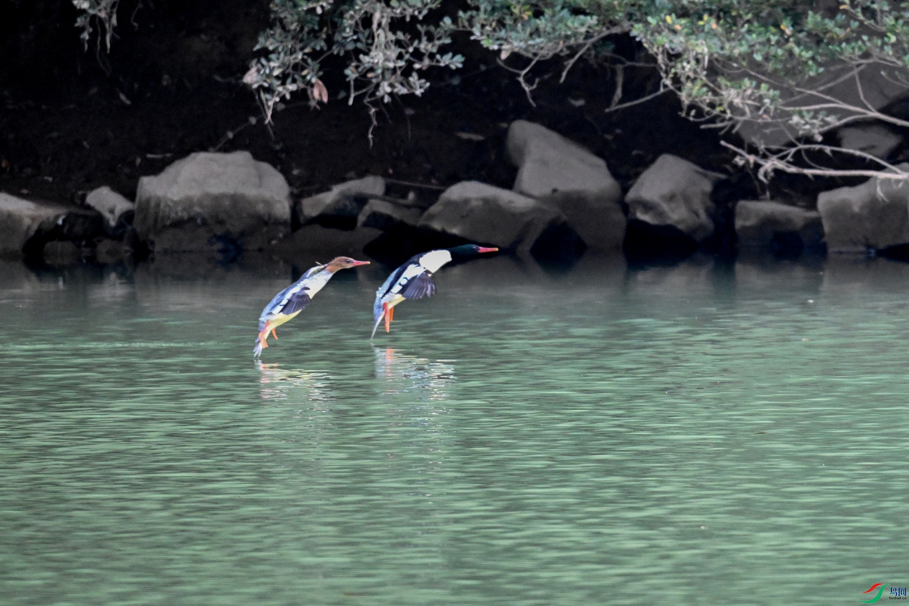DSC_6850.JPG
