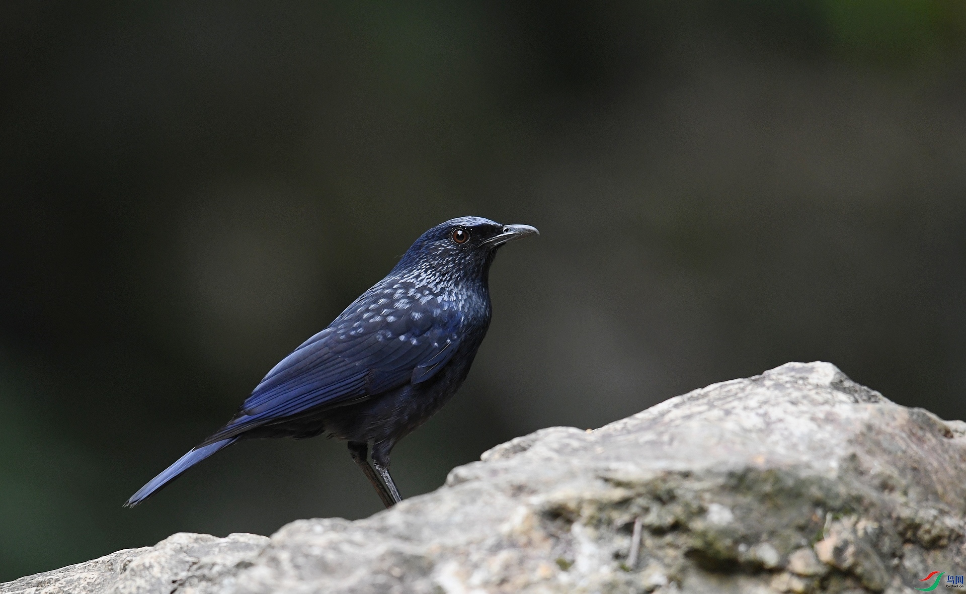 DSC_9326.jpg