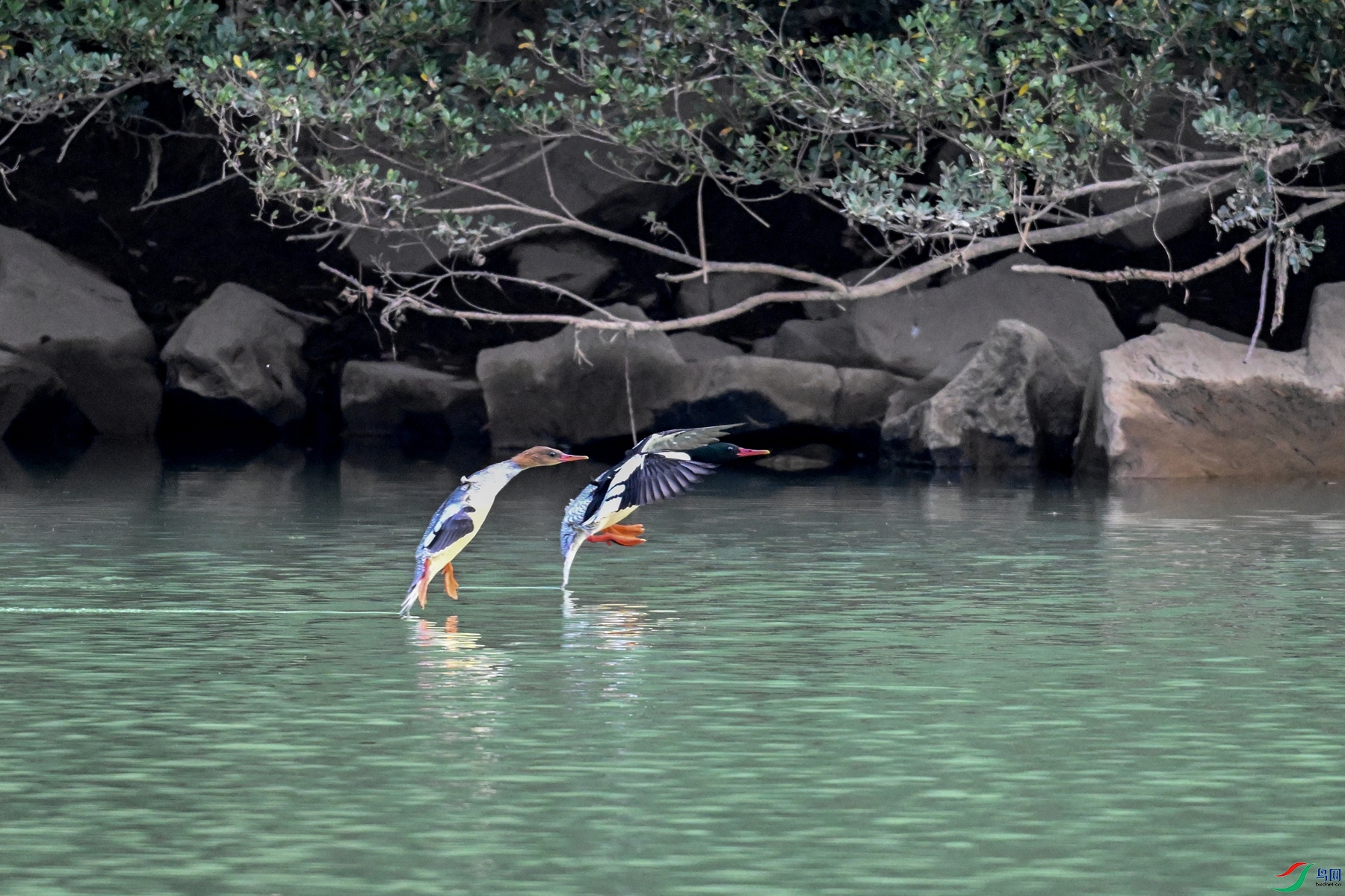DSC_6853.JPG