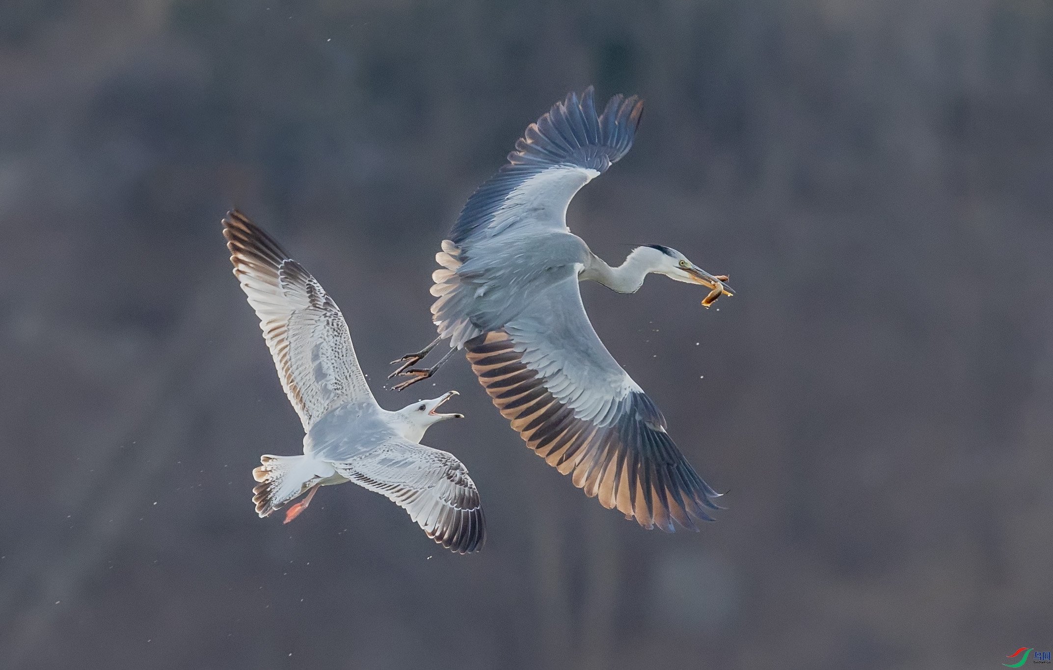 ��Ÿ������