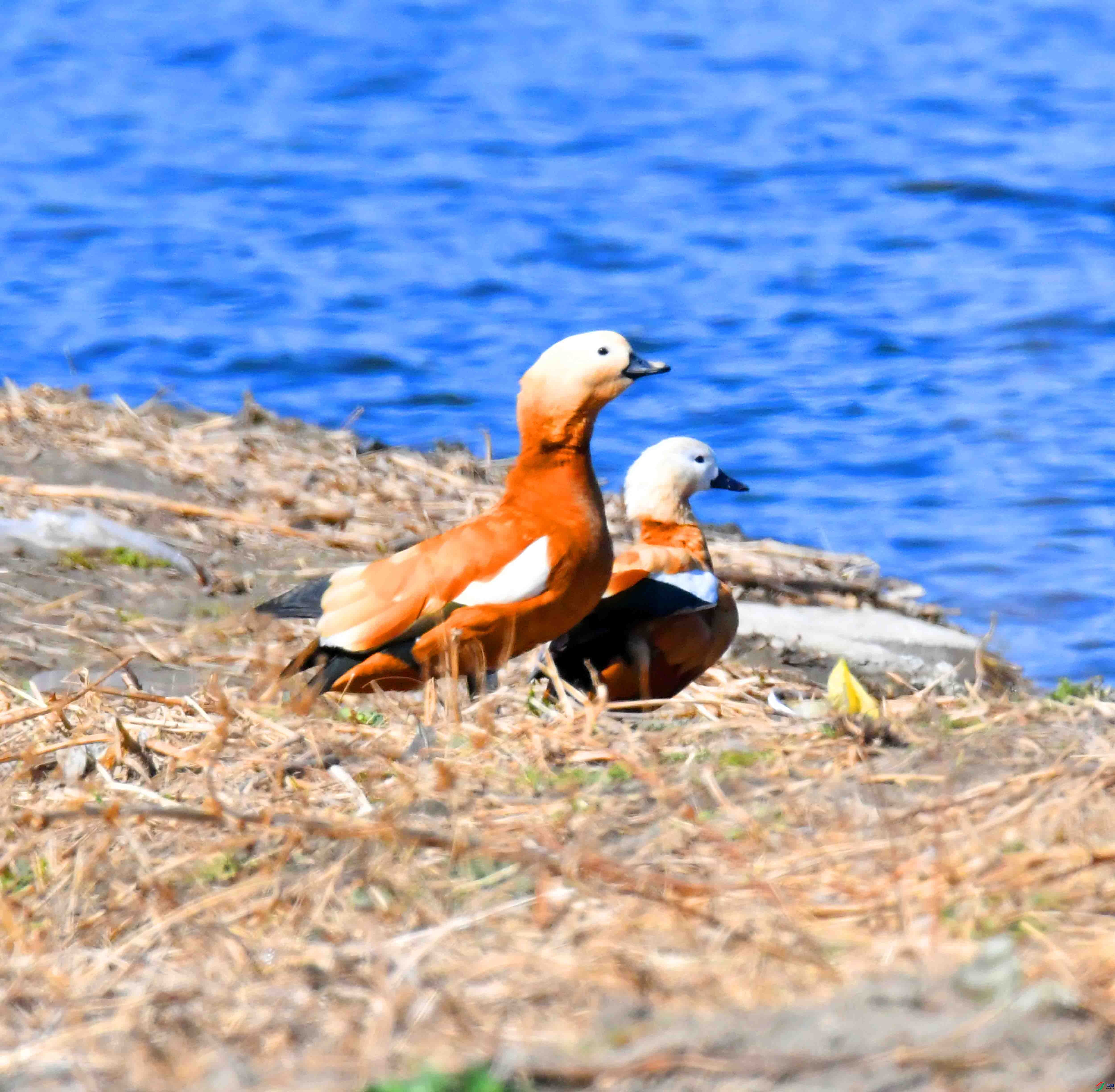 DSC_0733.JPG