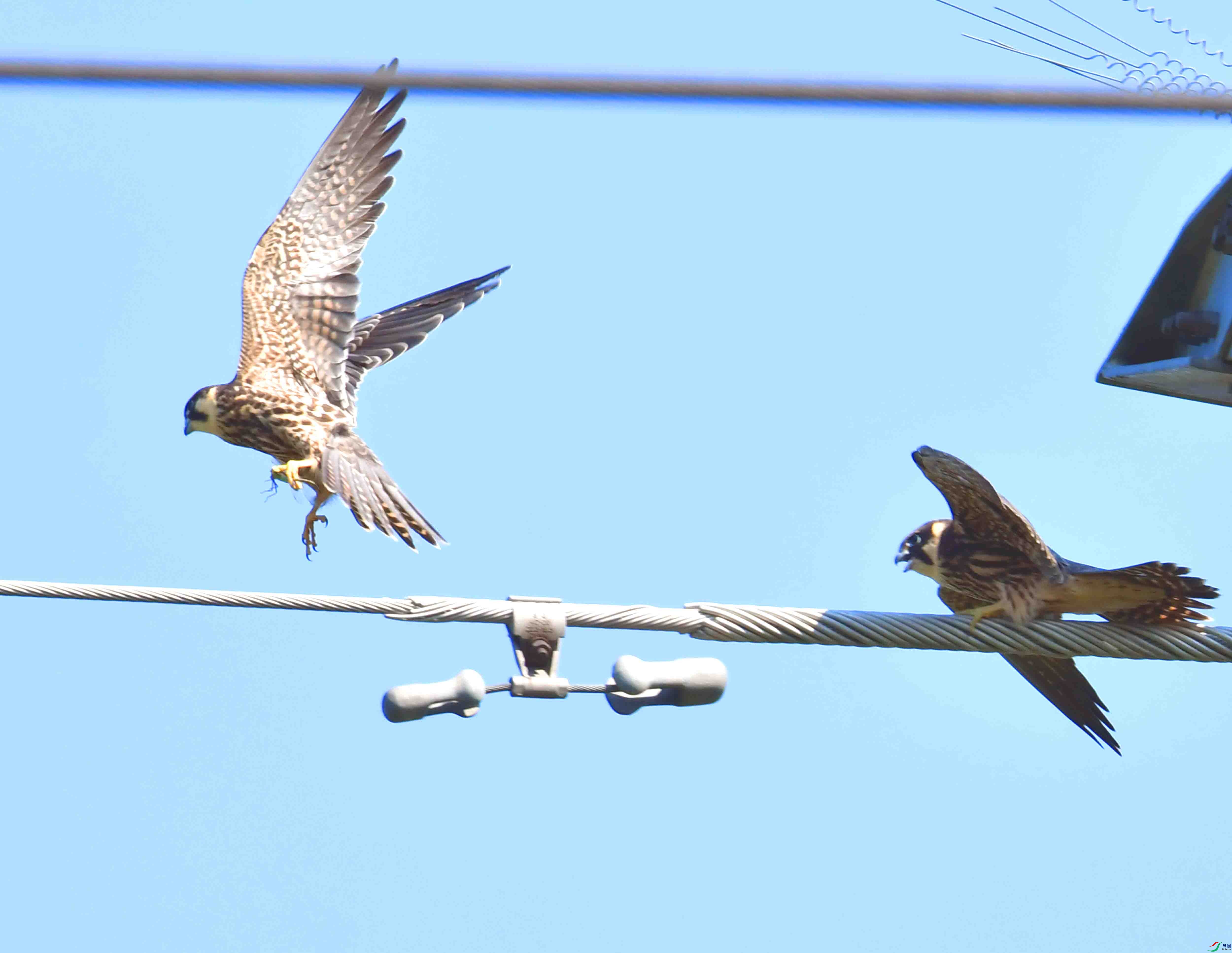 DSC_4223.JPG