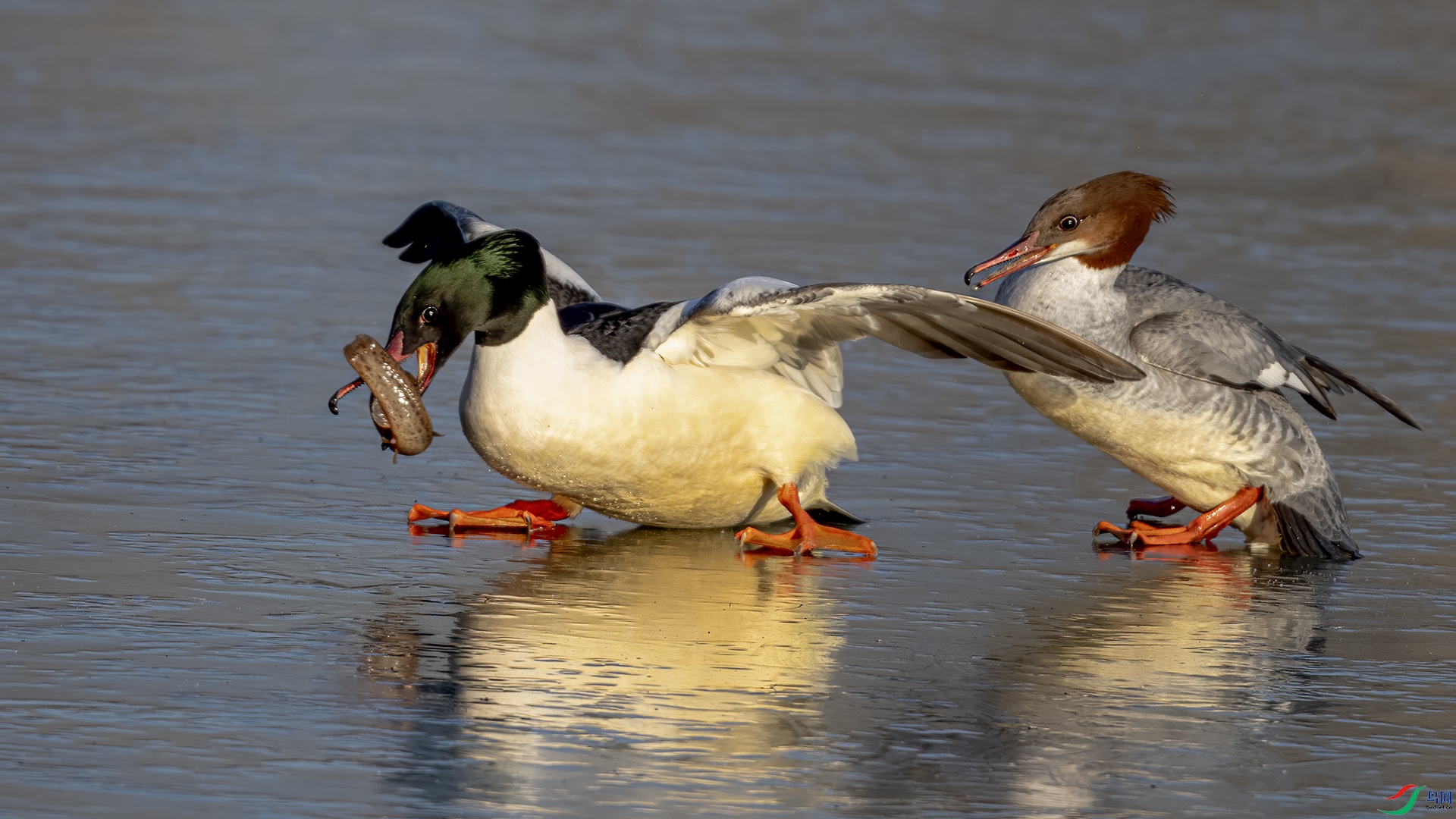 DSC_2521-.jpg