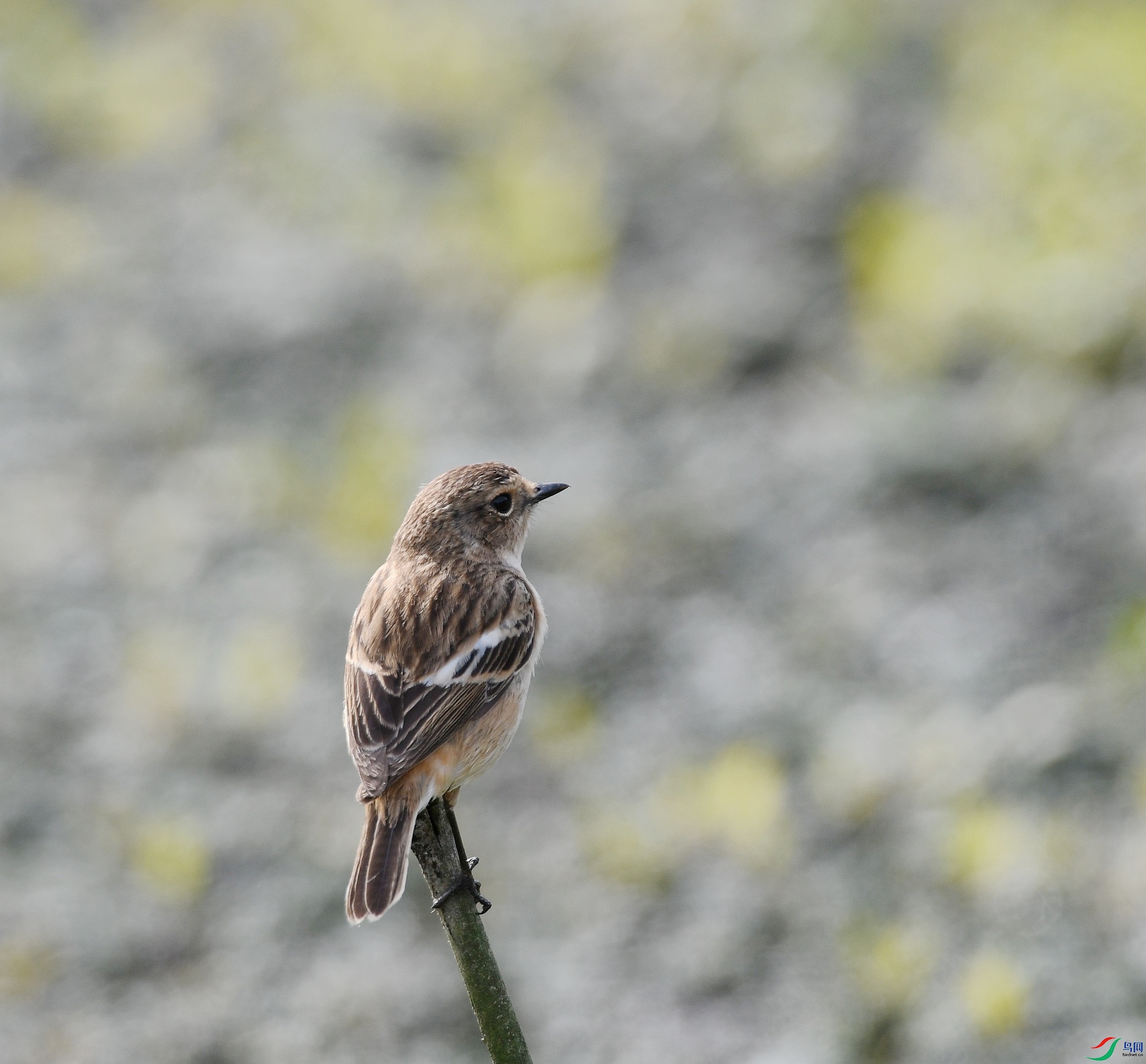 DSC_2045.jpg