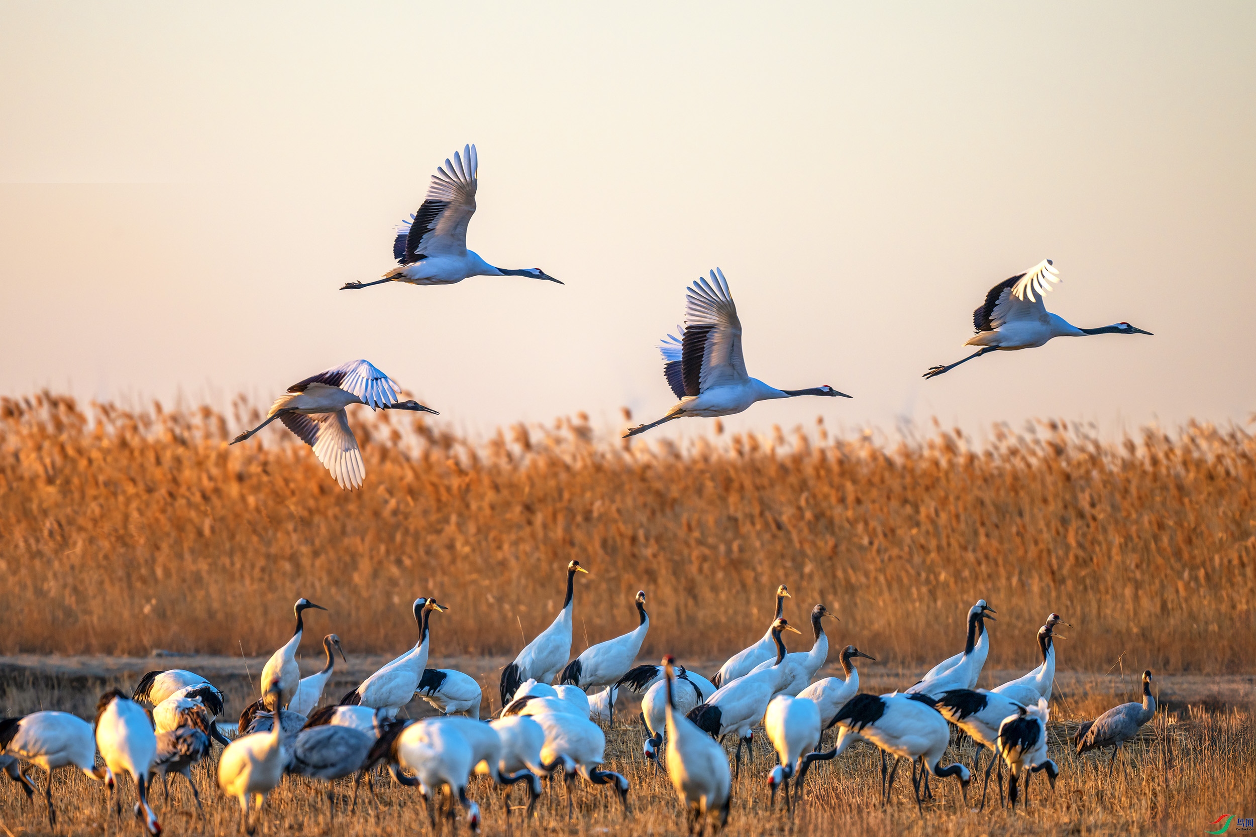 DSC_1852 x ����.jpg