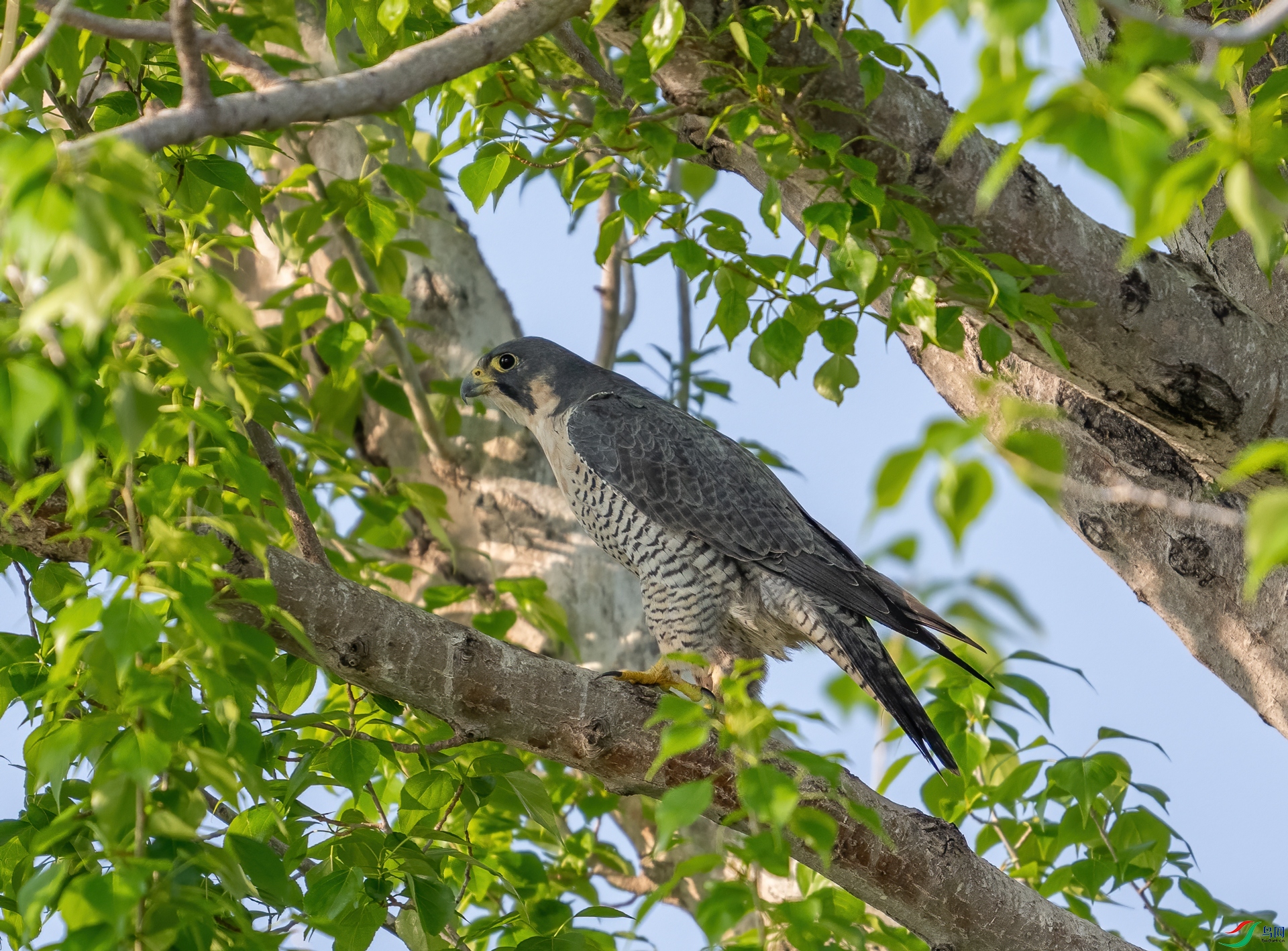 DSC_4476-1.jpg