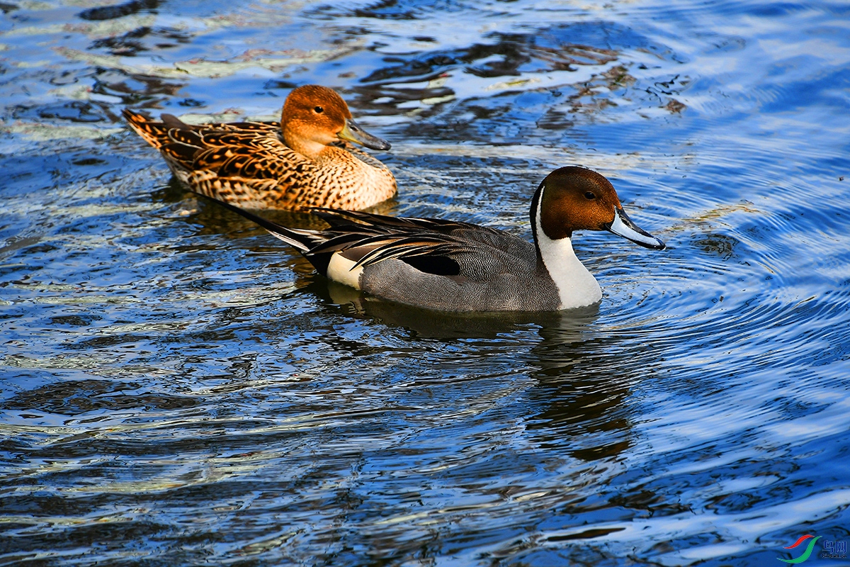 DSC_9862.JPG