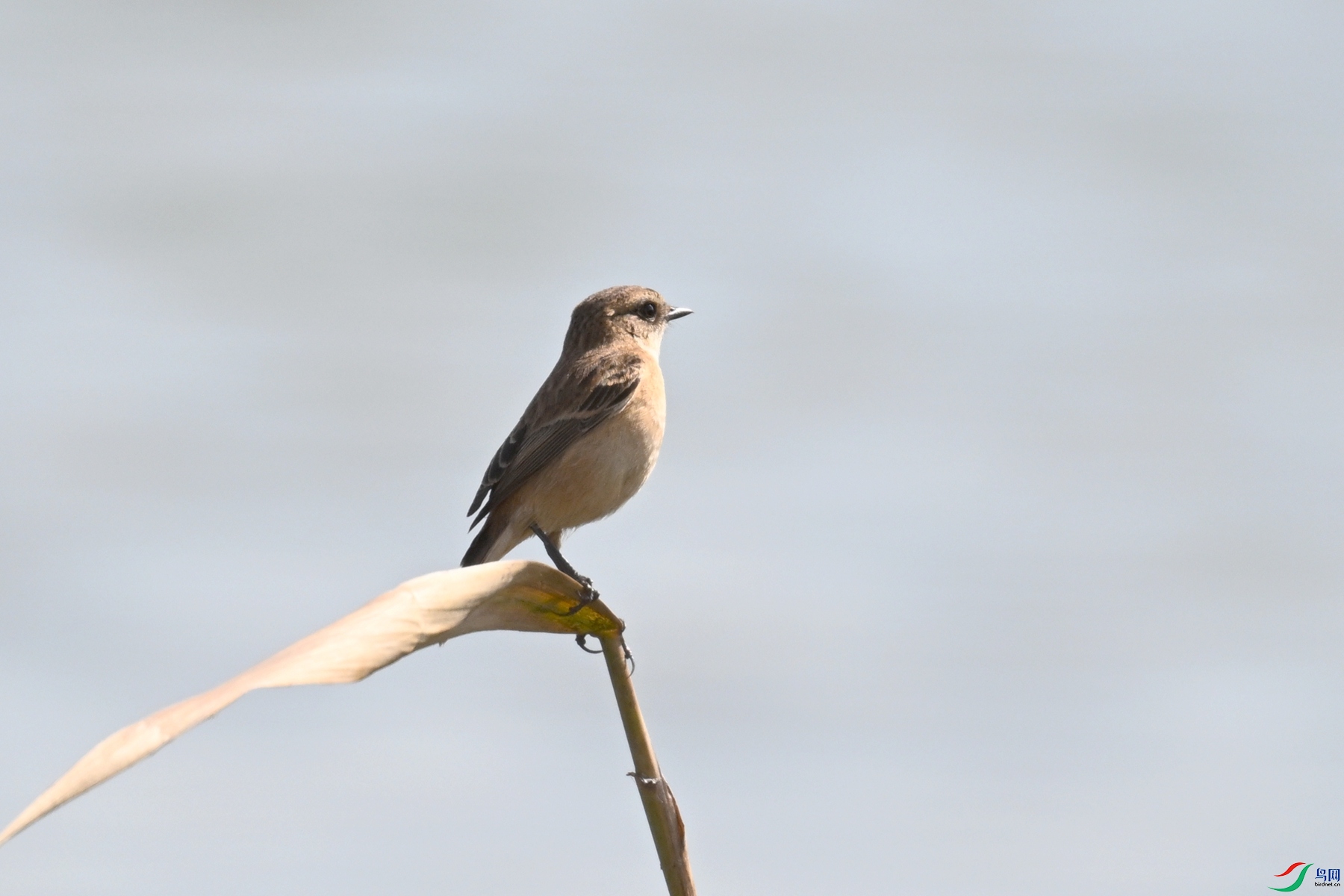 DSC_8101.JPG