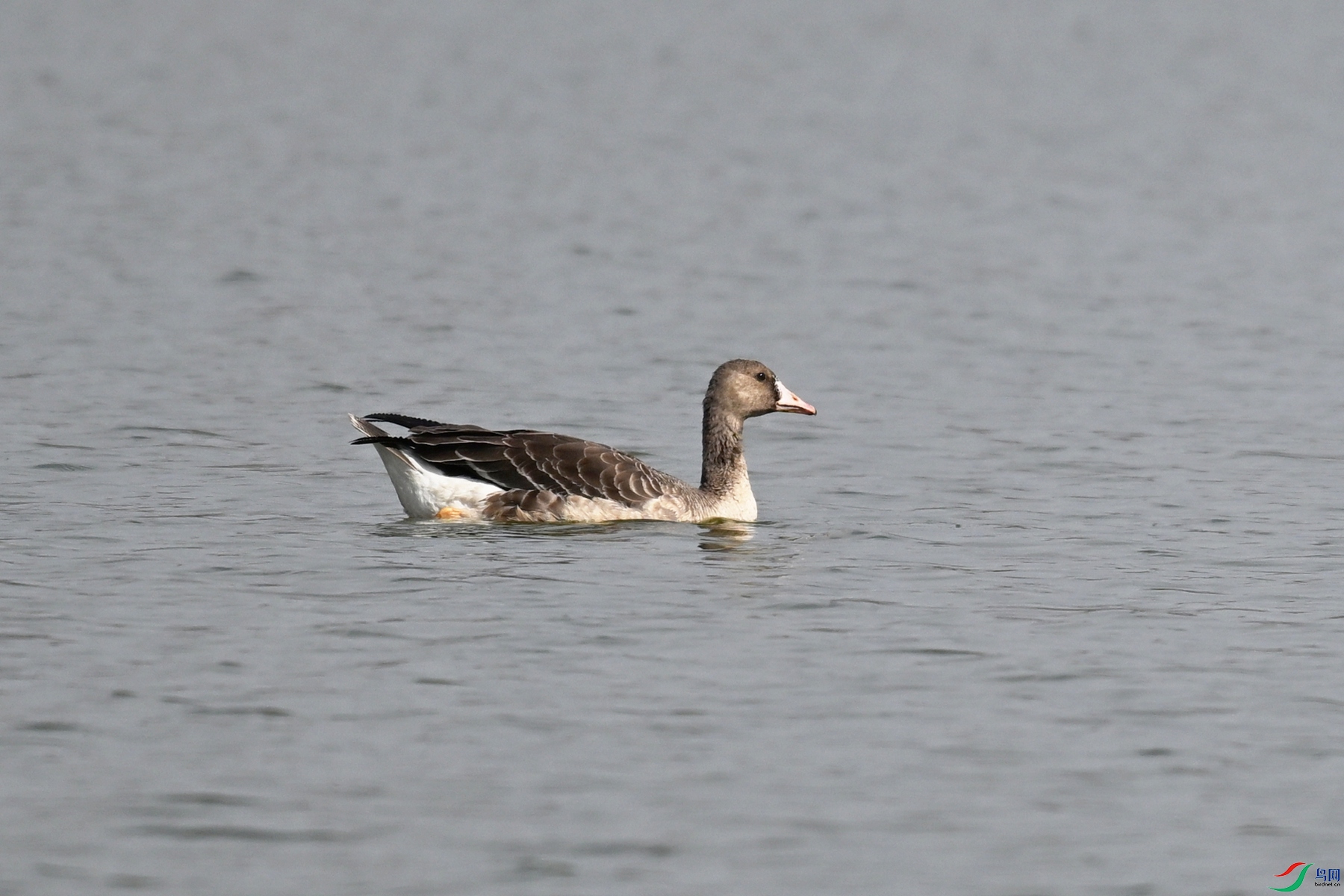 DSC_8084.JPG