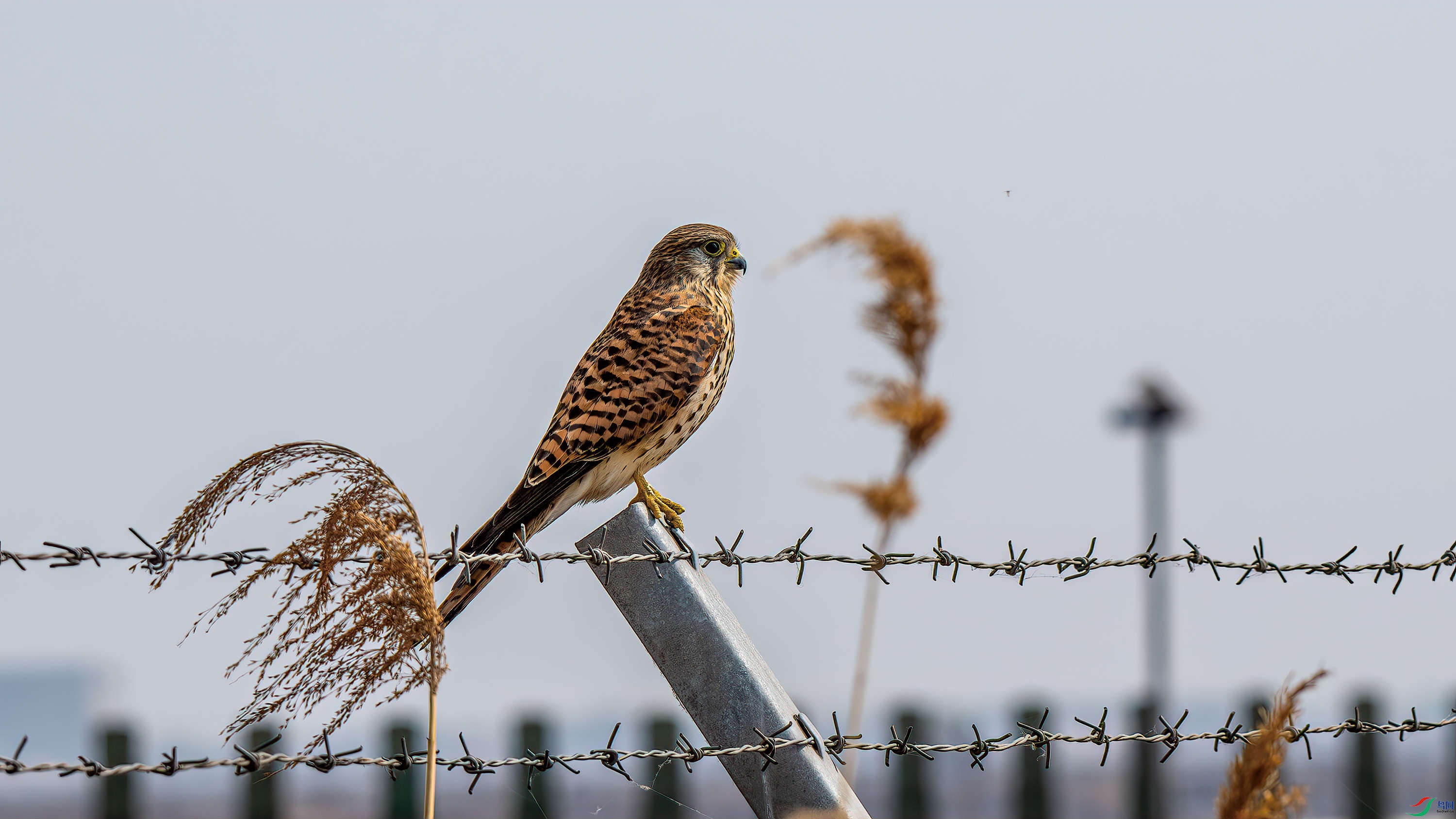 DSC_6859-����ǿ-NR.jpg