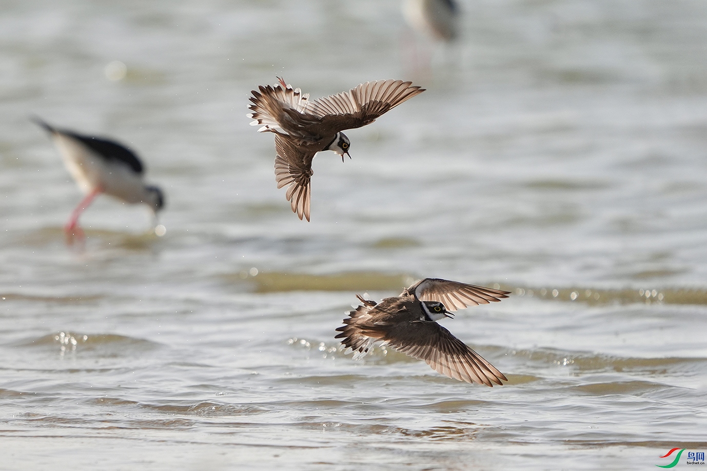 DSC09327 ����.jpg