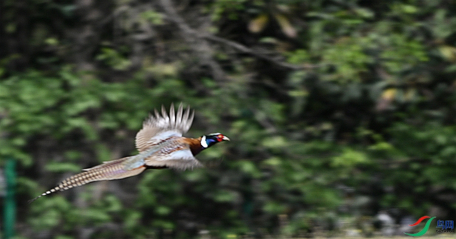 DSC_7745.JPG