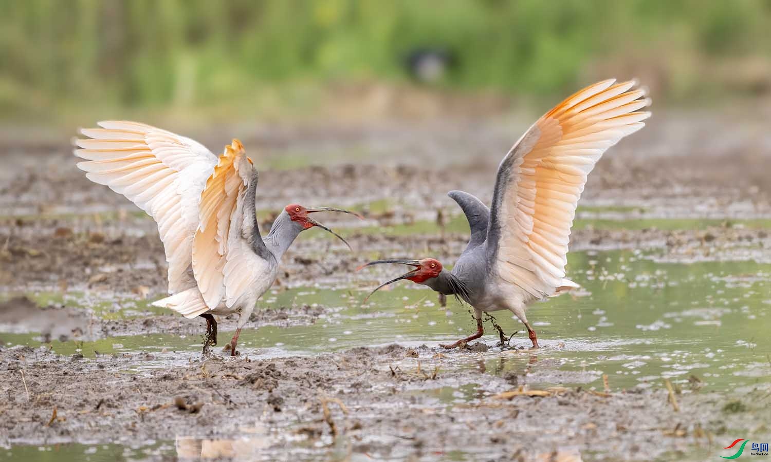 DSC_3626 ����.jpg