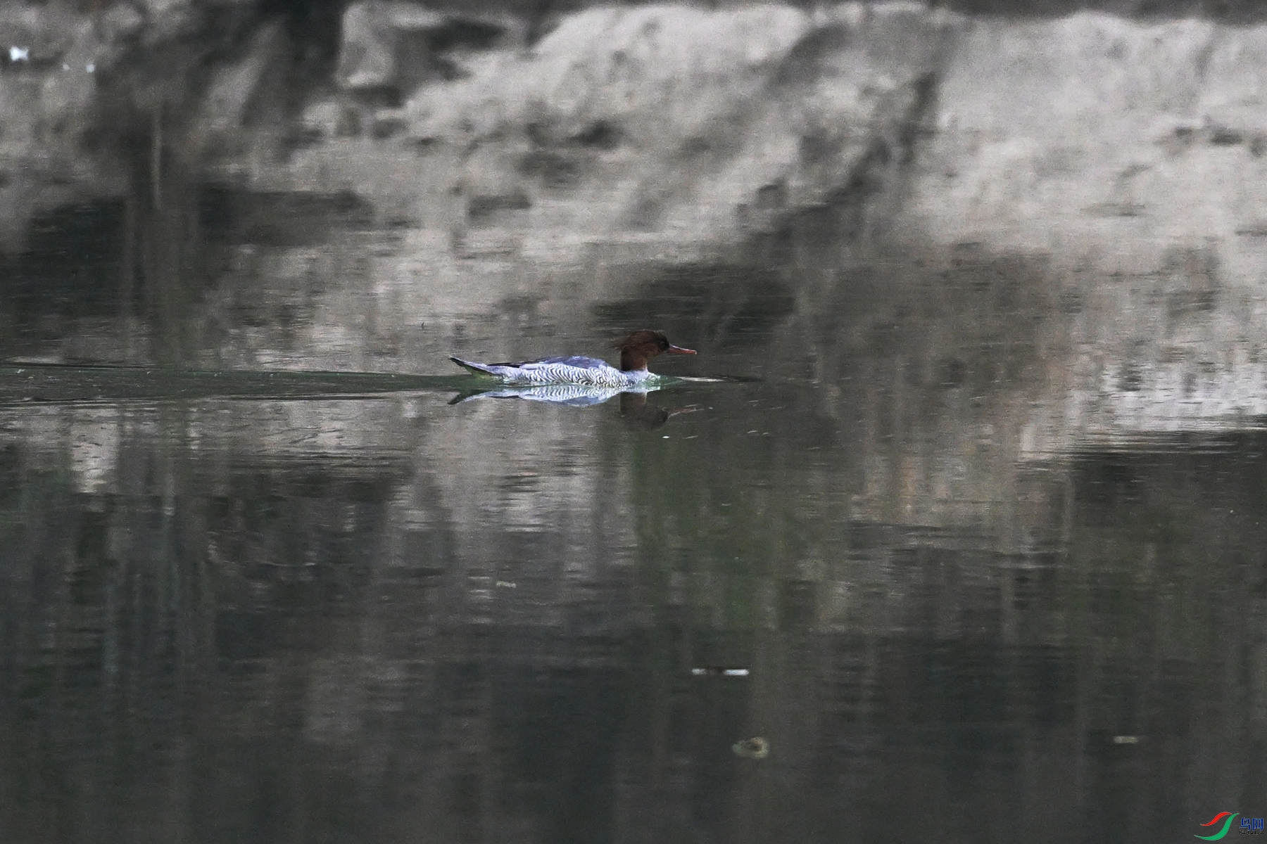 DSC_6775.JPG