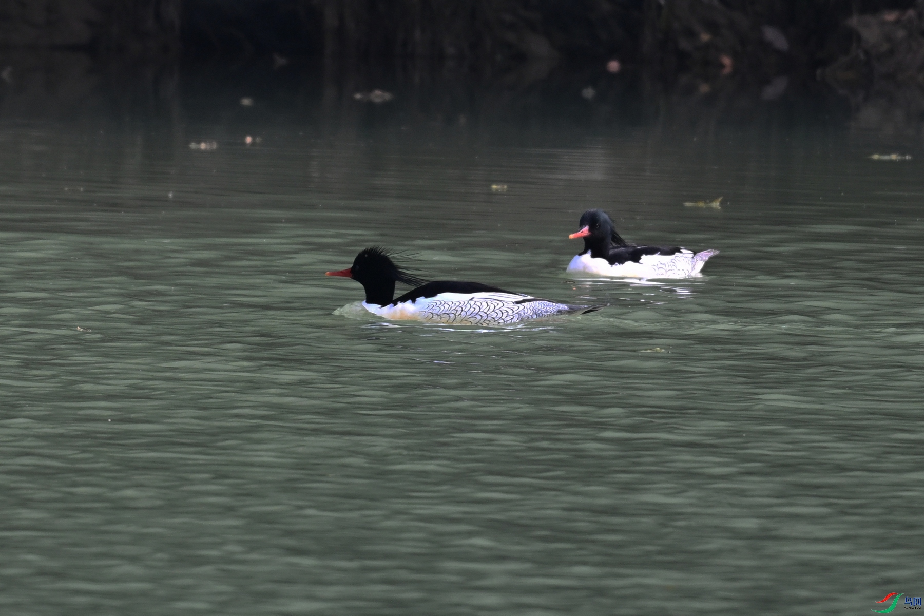 DSC_6889.JPG