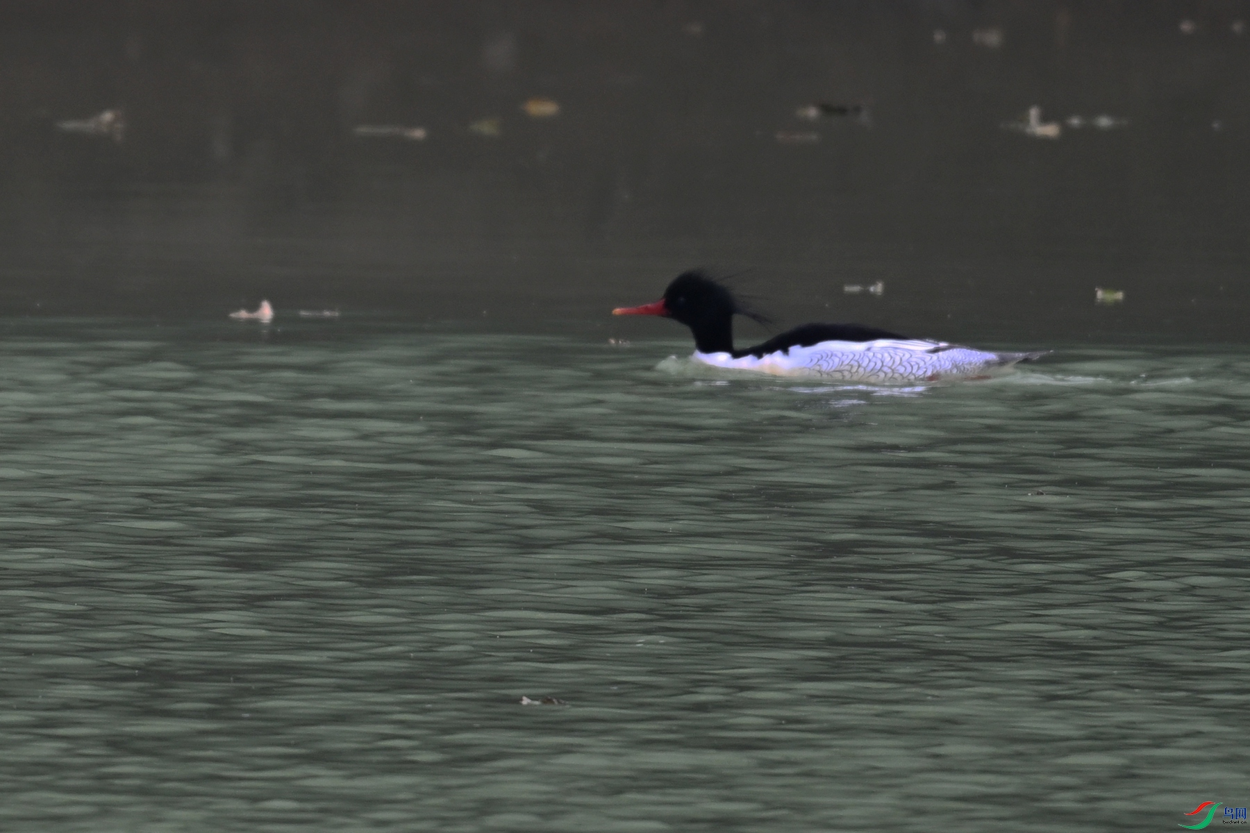 DSC_6885.JPG