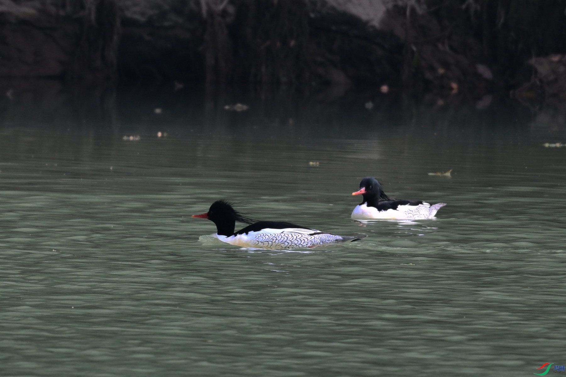 DSC_6890.JPG