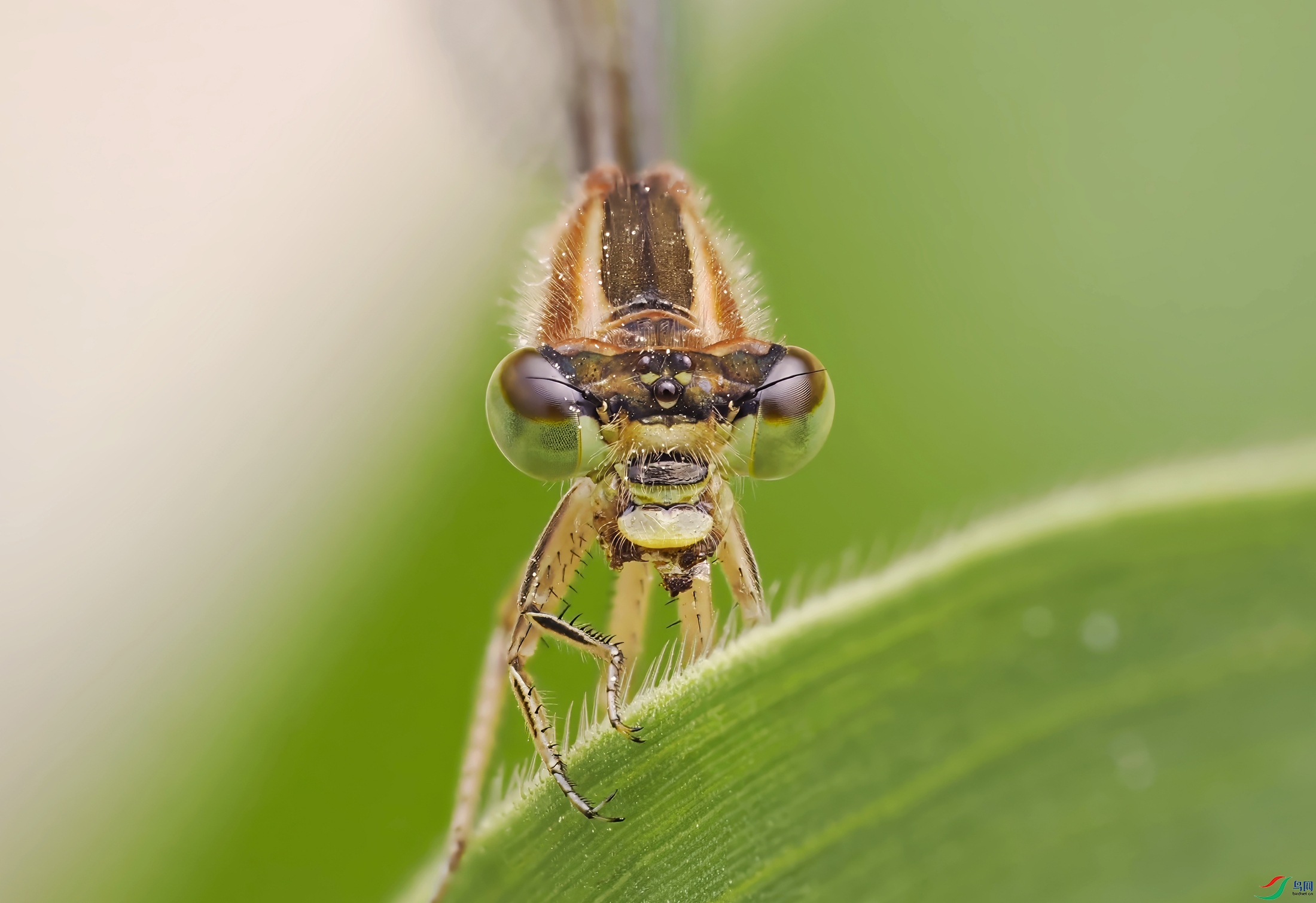 -_4145007-topaz_����.jpg