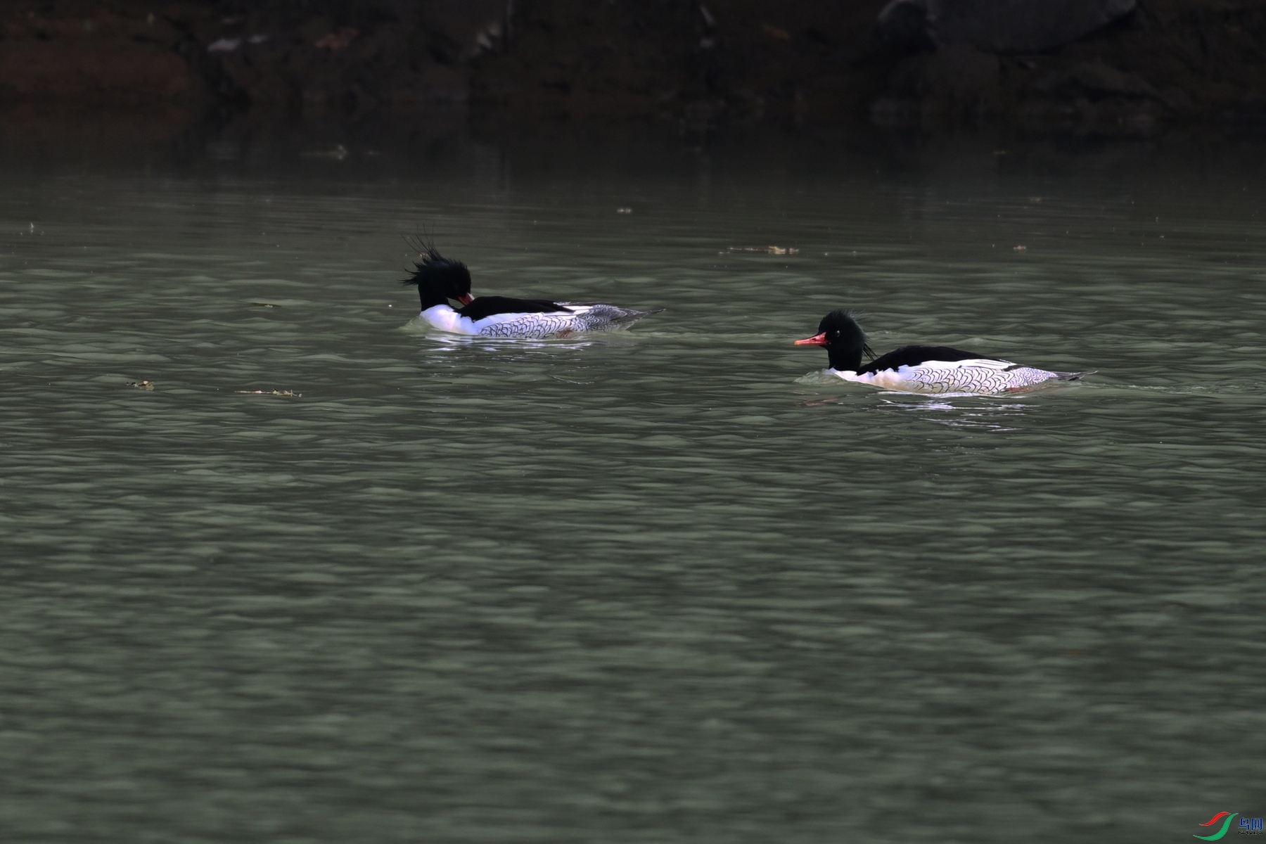 DSC_6891.JPG