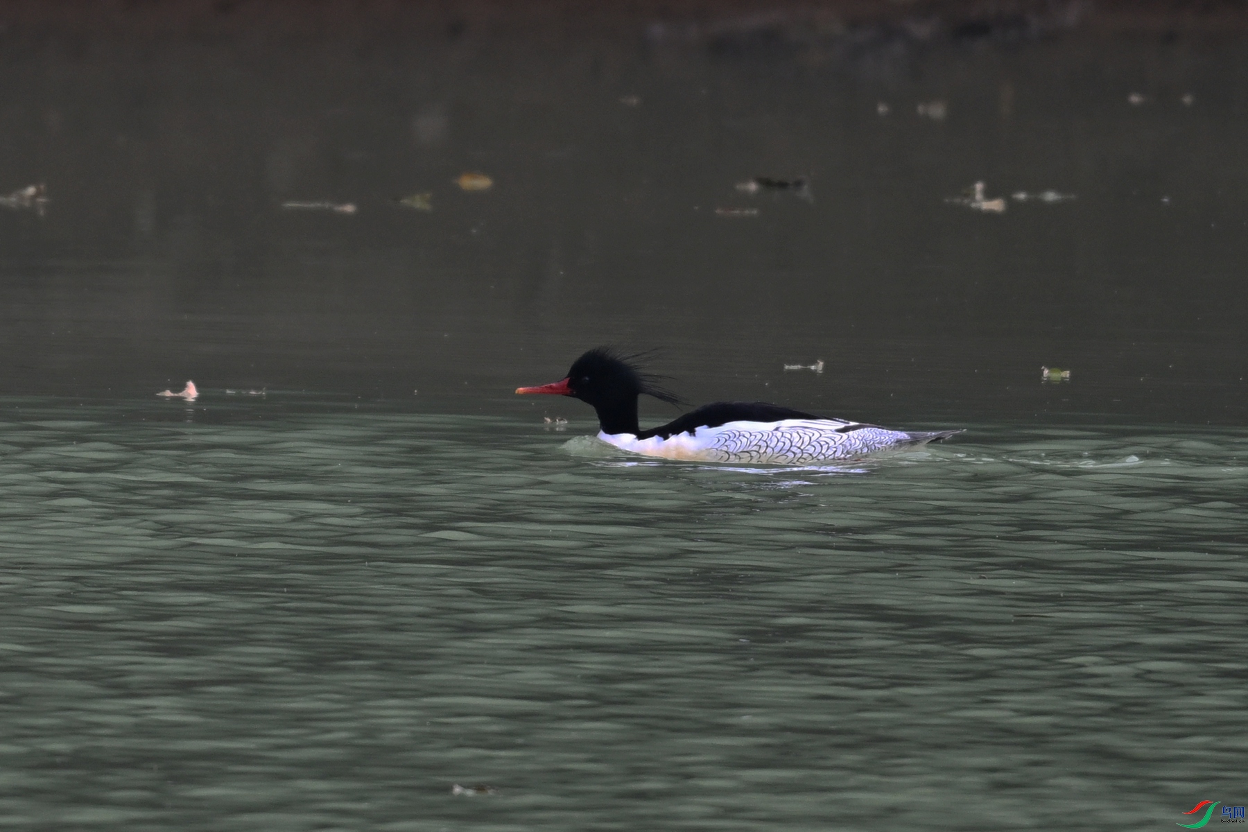 DSC_6886.JPG
