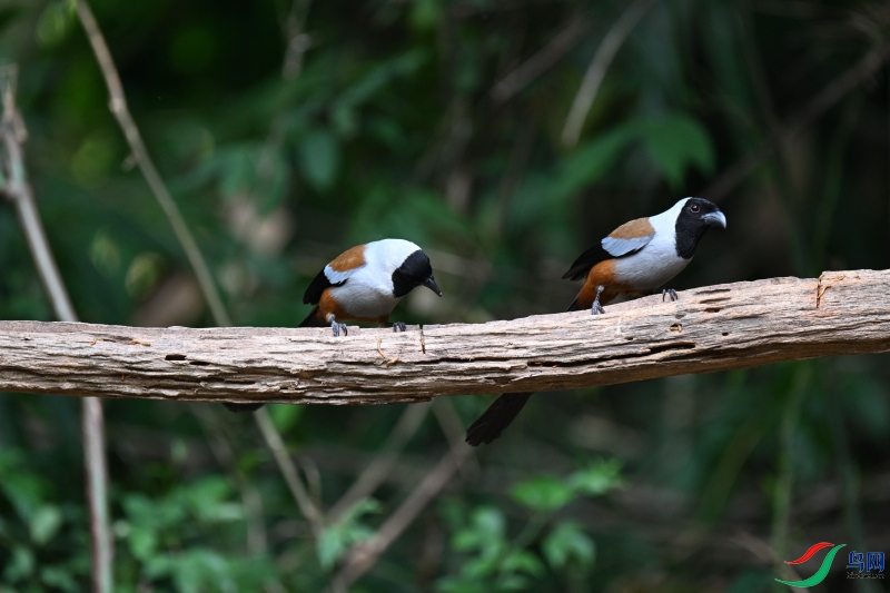 DSC_1995.JPG