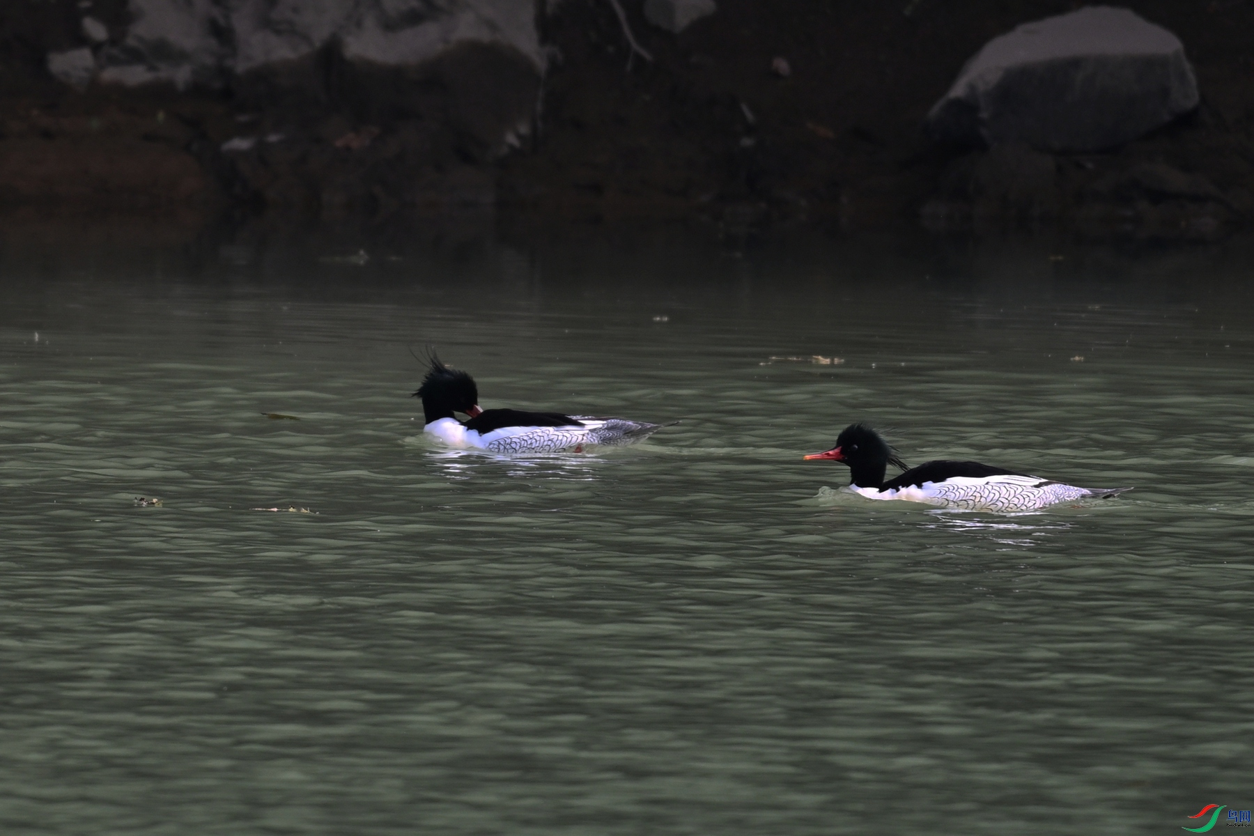 DSC_6892.JPG