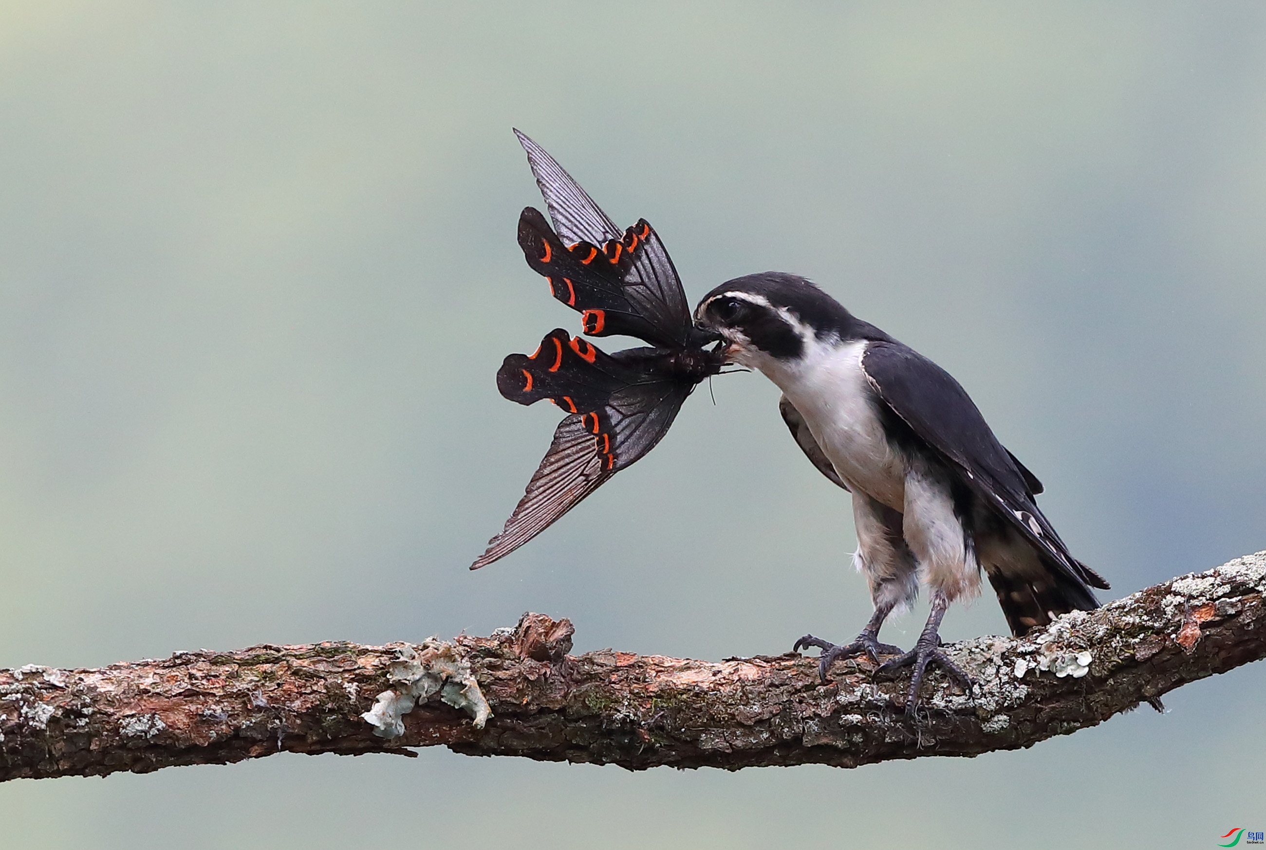 4.7�ڱ���ʦ��Ʒ   ����С�� ��ף���ٻ����������.jpg