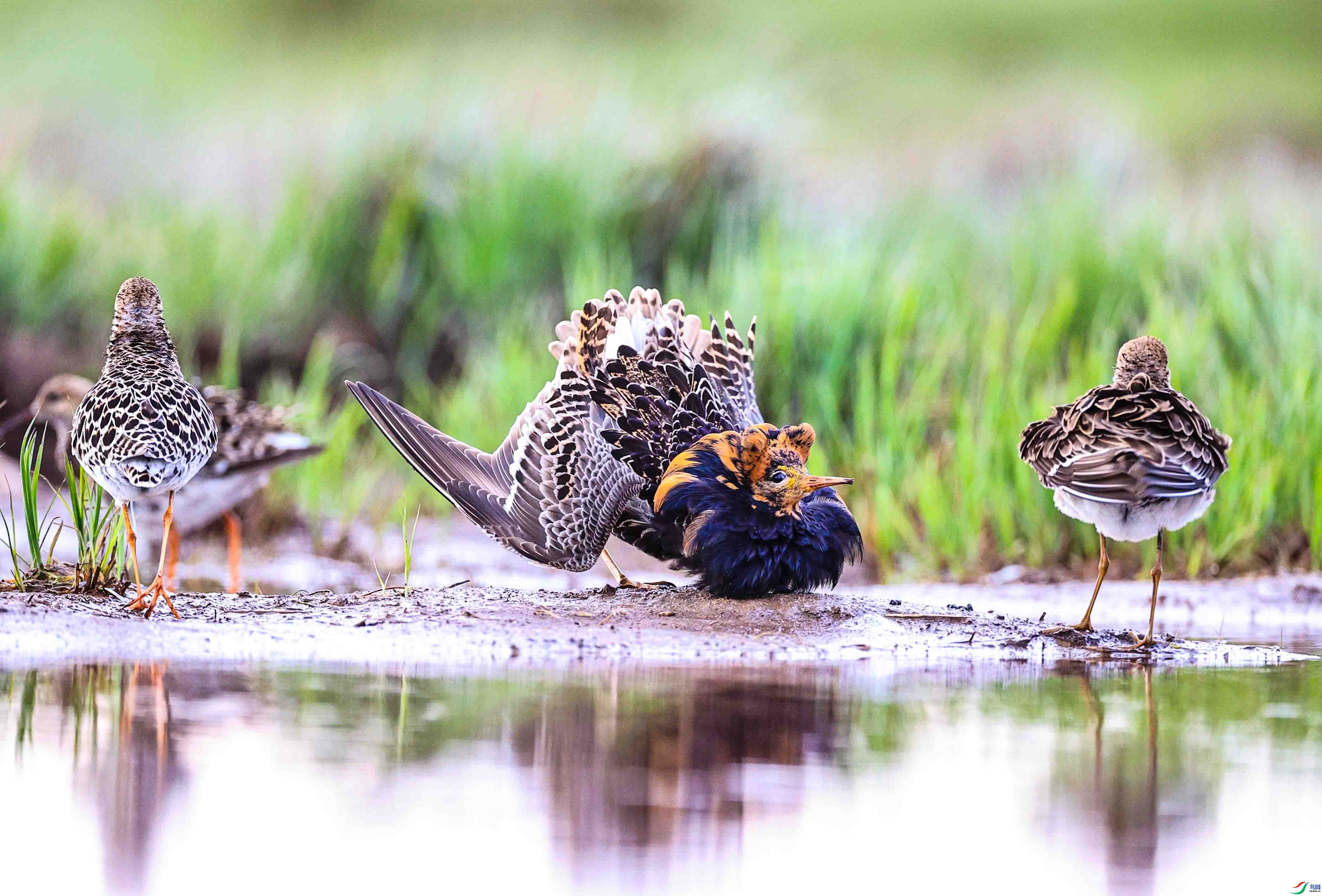 4.8����������ʦ��Ʒ   ����Ϊ�� ��ף���ٻ��Ա������.jpg