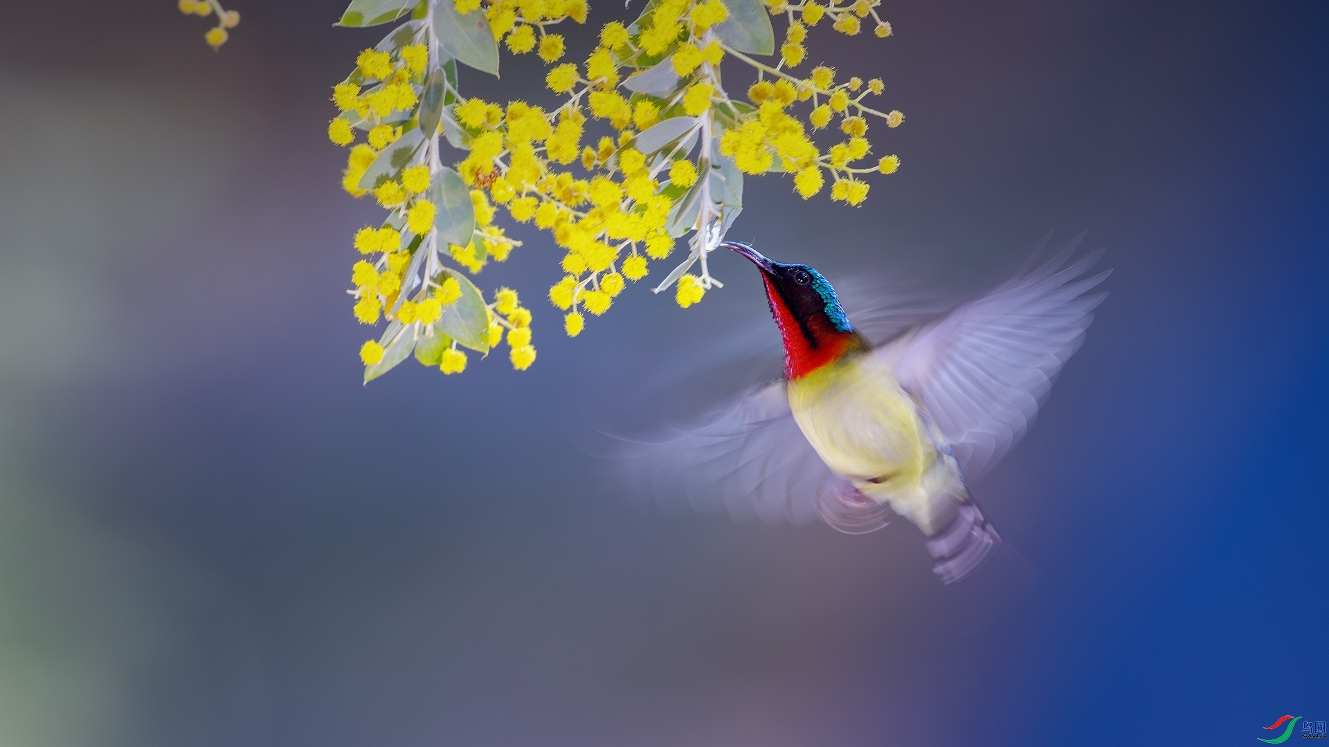 4.8�ƽ�Ҷ��ʦ��Ʒ   ��β̫���� ��ף���ٻ����Ѿ�����.jpg