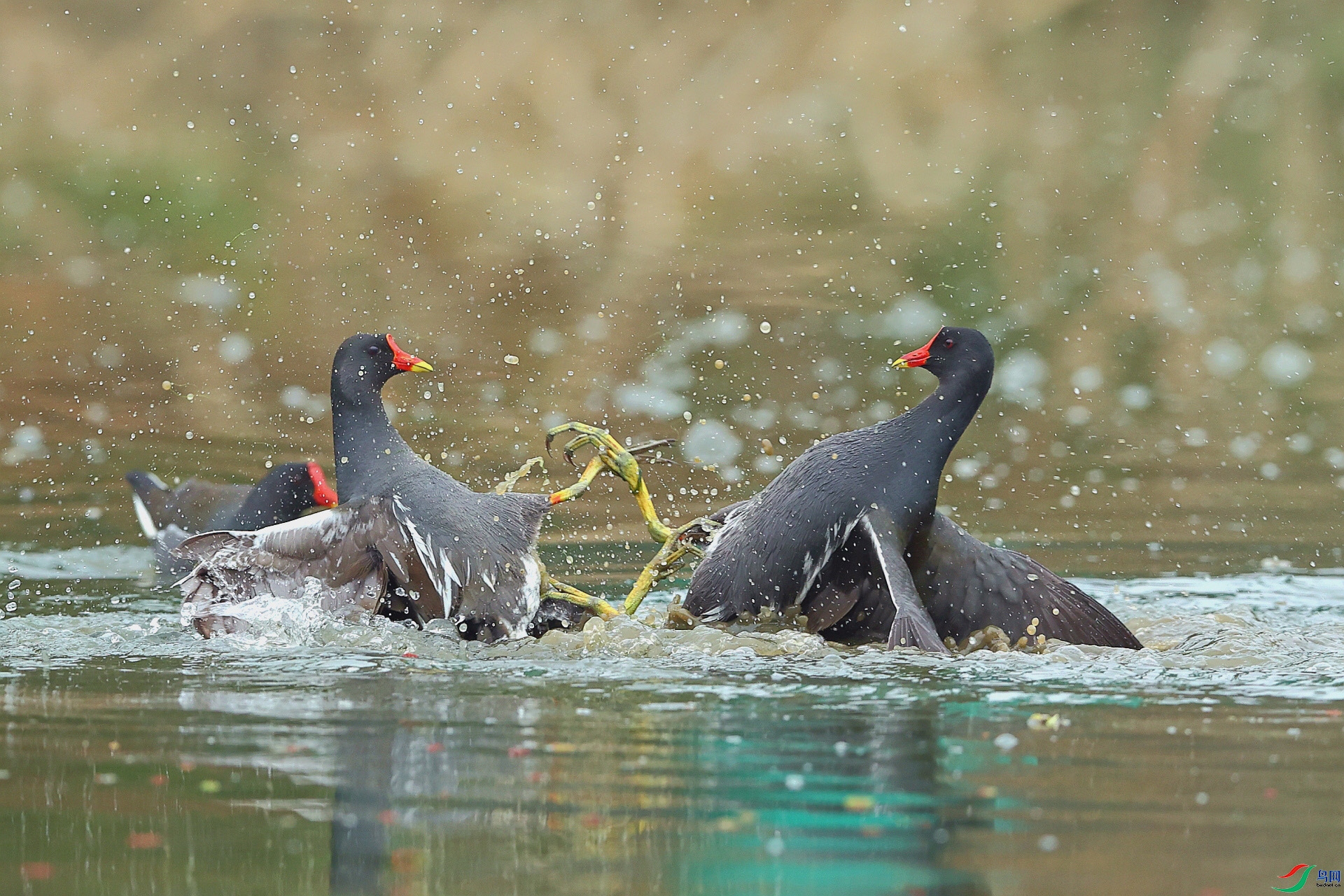 4.11��Ұ�Ÿ���ʦ��Ʒ   ���� ��ף���ٻ���Ӱʦ������.jpg