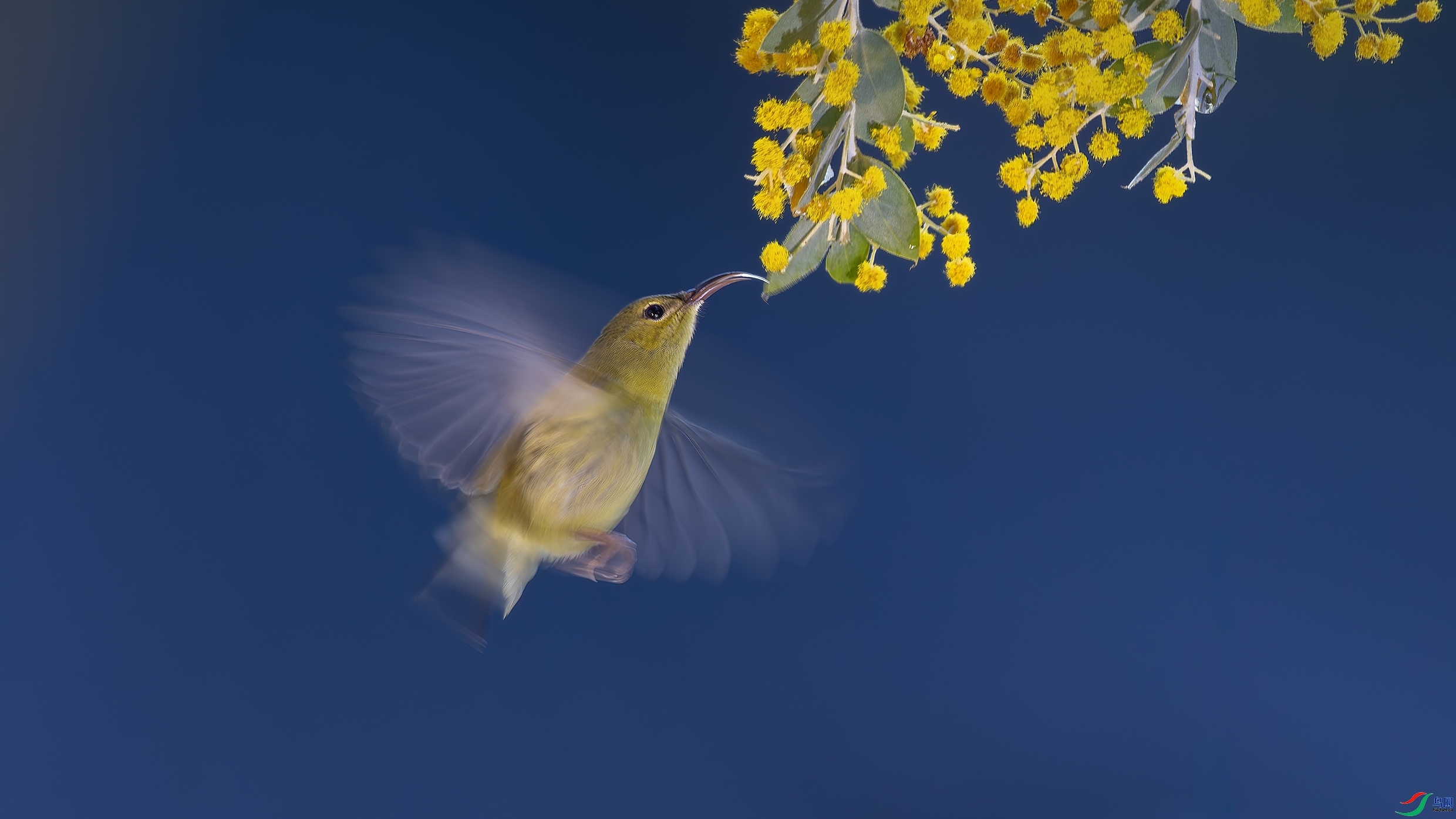 4.12�ƽ�Ҷ��ʦ��Ʒ  ��β̫���񡪡��������  ��ף���ٻ����Ѿ�����.jpg