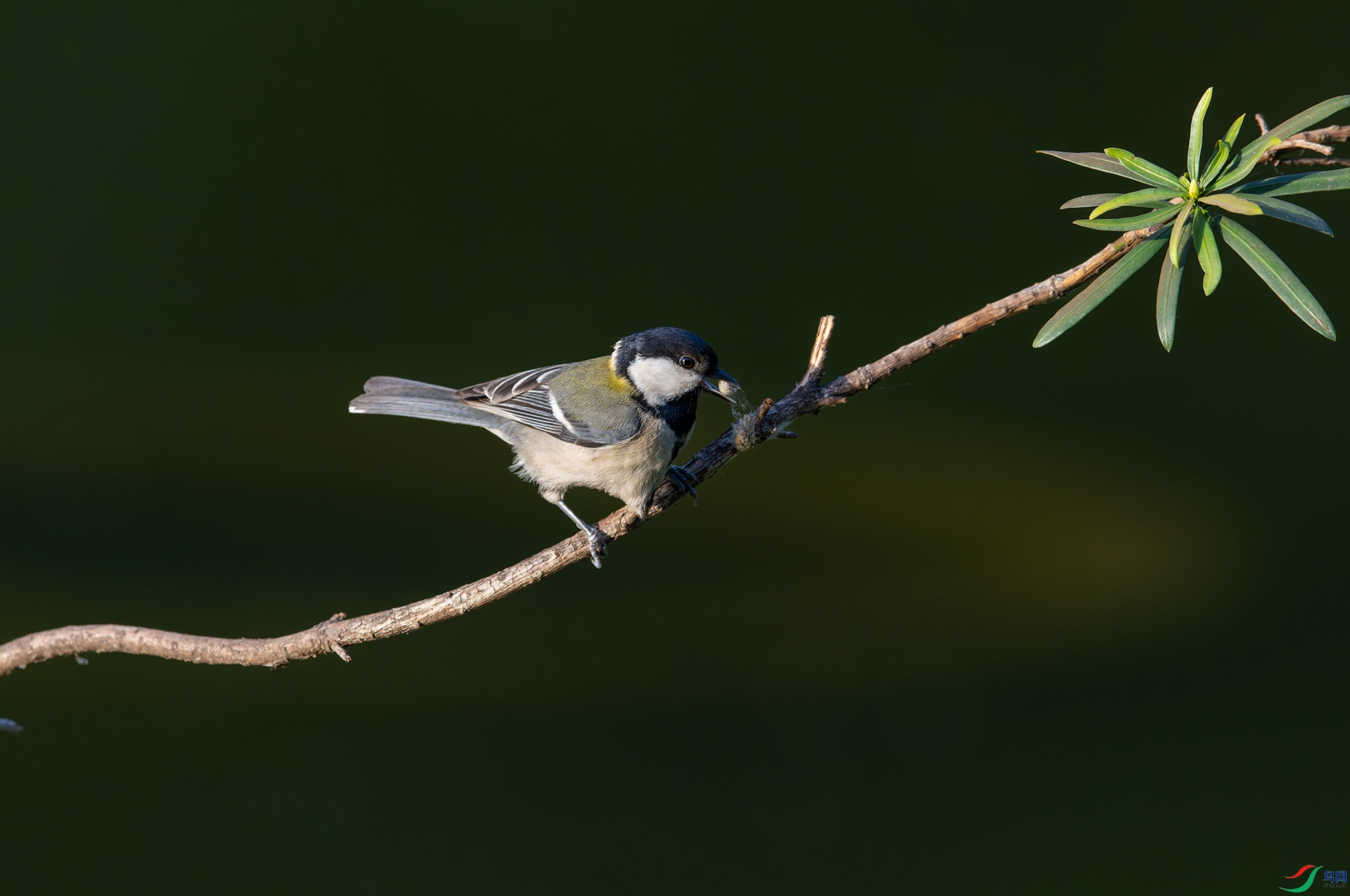 _DSC9308-NEF_DxO_DeepPRIMEXD-1.jpg