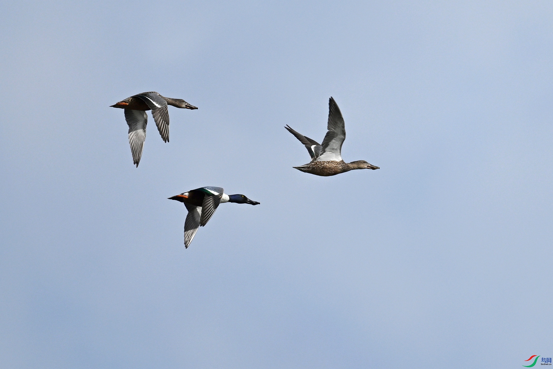 DSC_8071.JPG