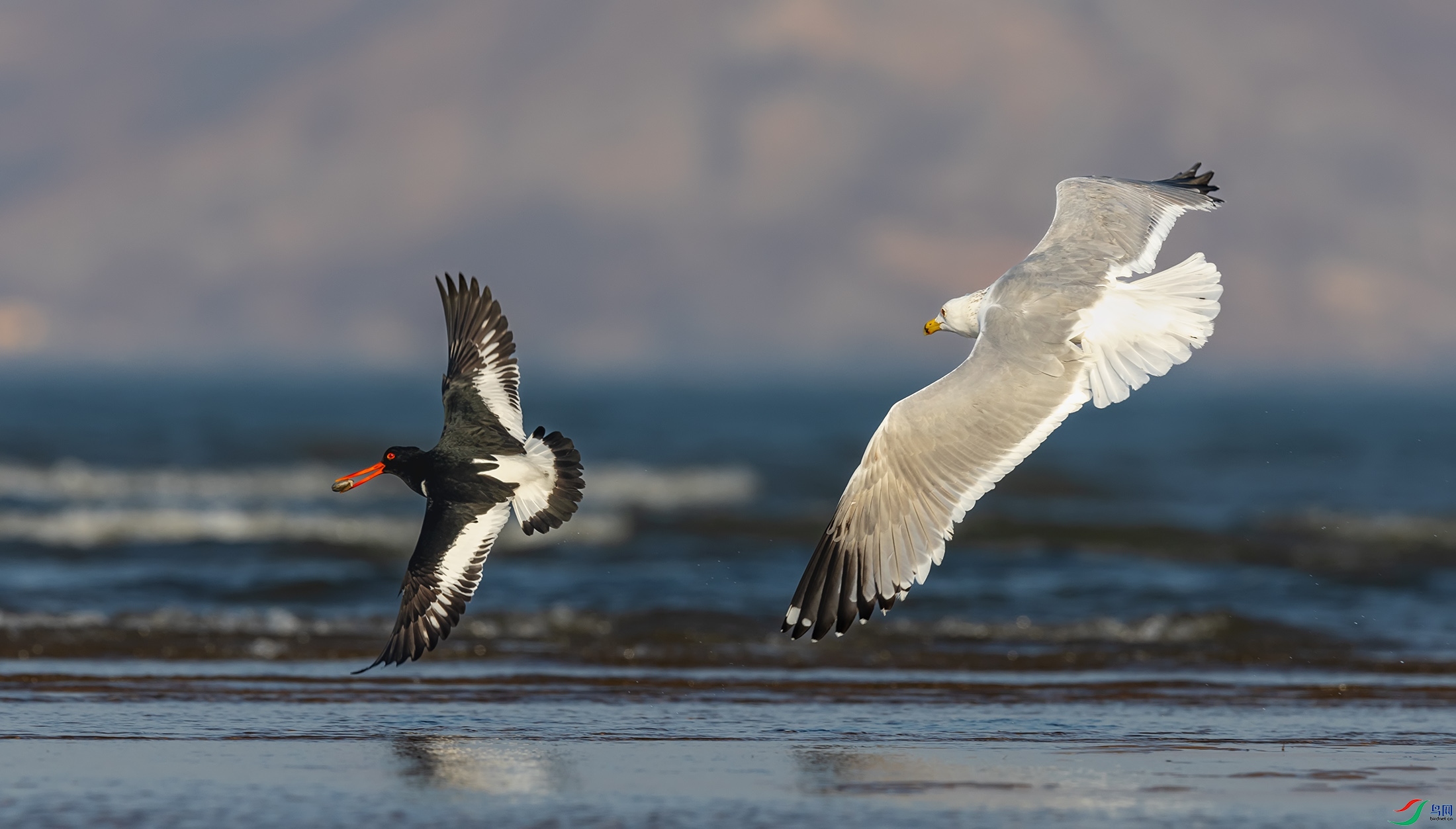 ��Ÿ������