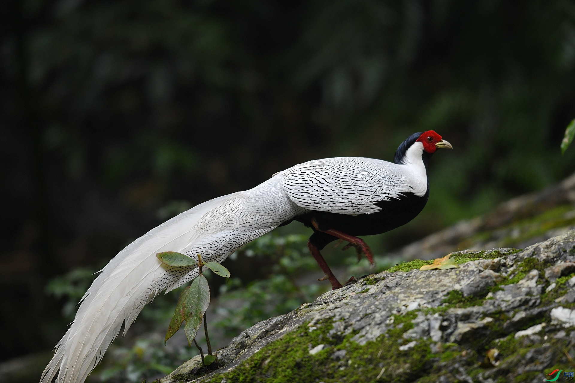 DSC_1668.jpg